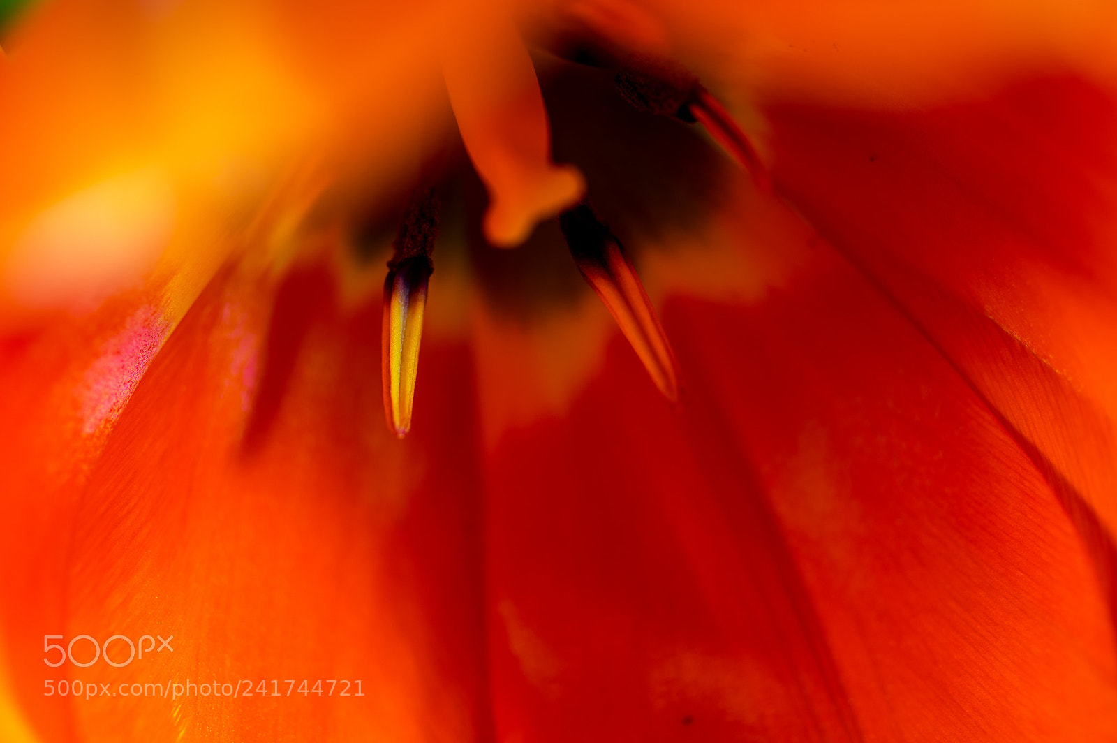 Pentax K-3 sample photo. Tulip photography