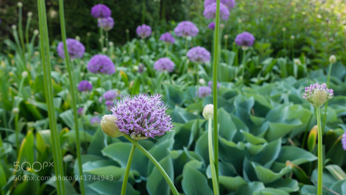 Sony Alpha NEX-7 sample photo. Untitled photography