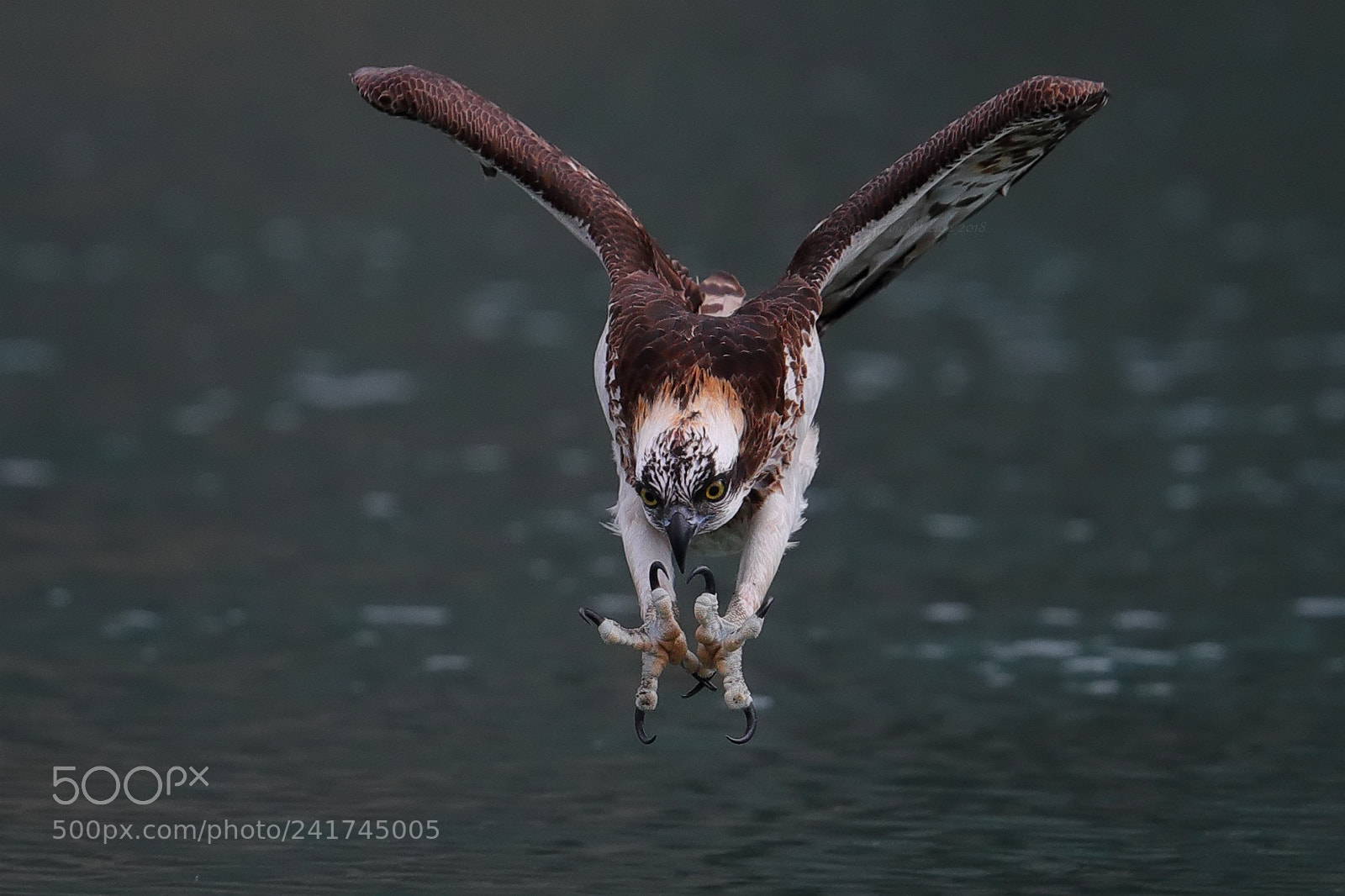 Canon EOS-1D X Mark II sample photo. Osprey photography