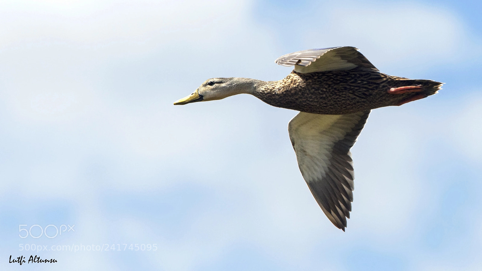 Nikon D500 sample photo. Mottled duck alacal rdek photography