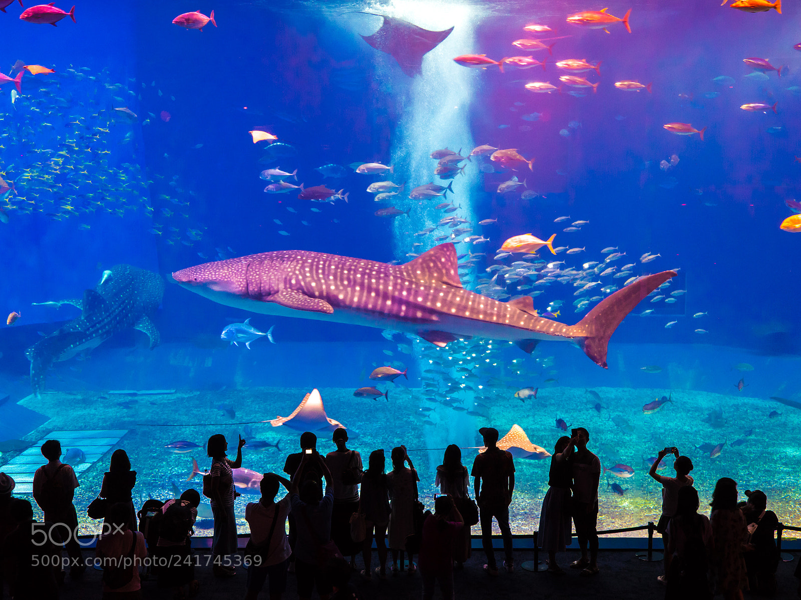 Olympus OM-D E-M1 Mark II sample photo. Whale shark in okinawa photography