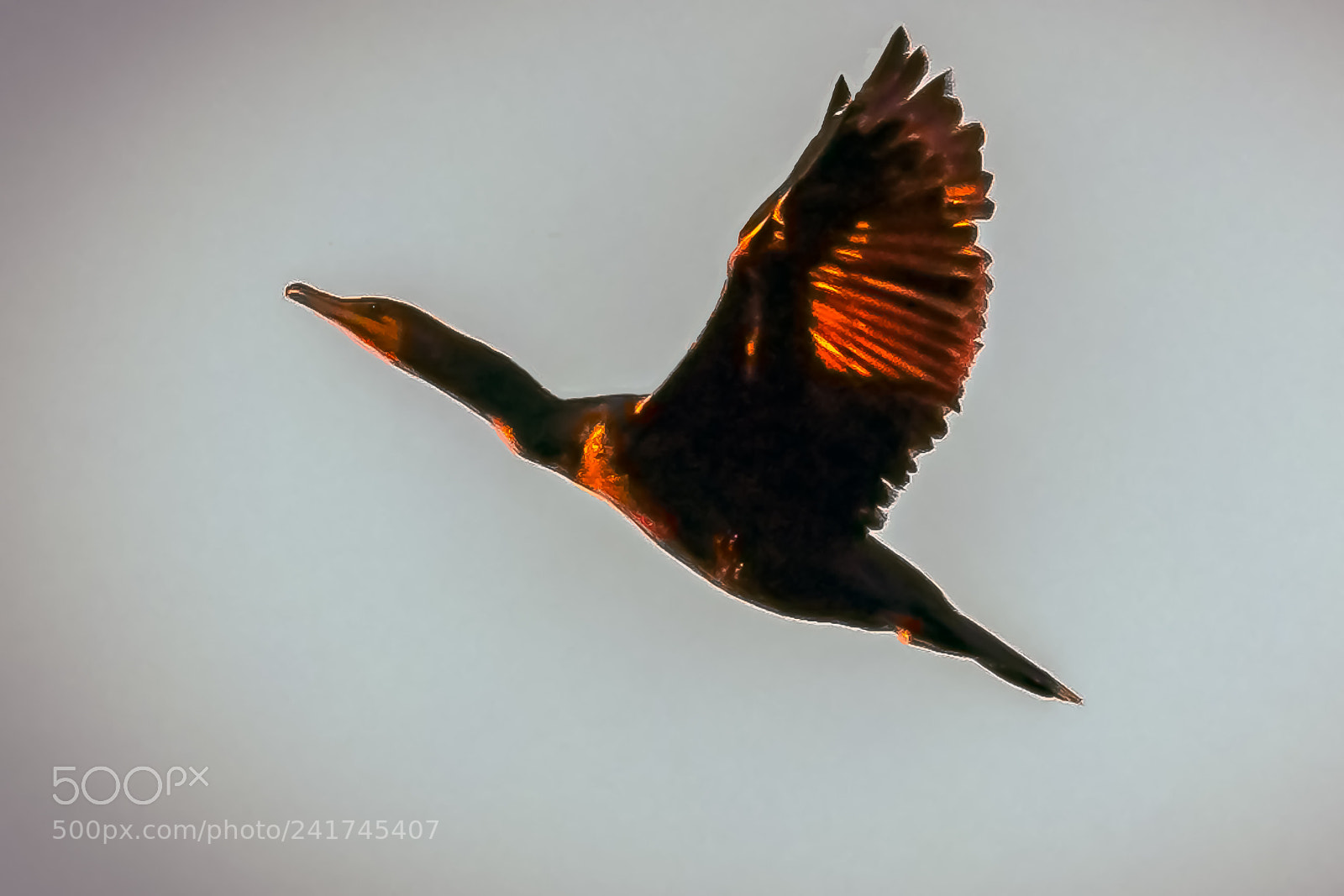 Nikon D3400 sample photo. Cormorant in flight photography