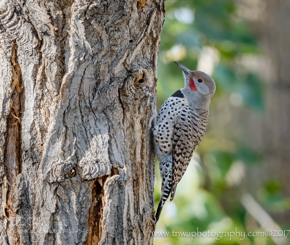 Nikon D500 sample photo. Sitting pretty photography