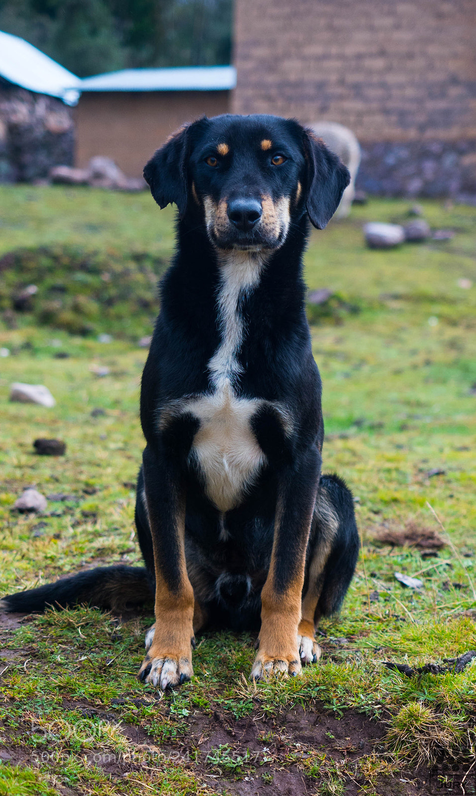 Olympus OM-D E-M5 II sample photo. Dogs in peru photography