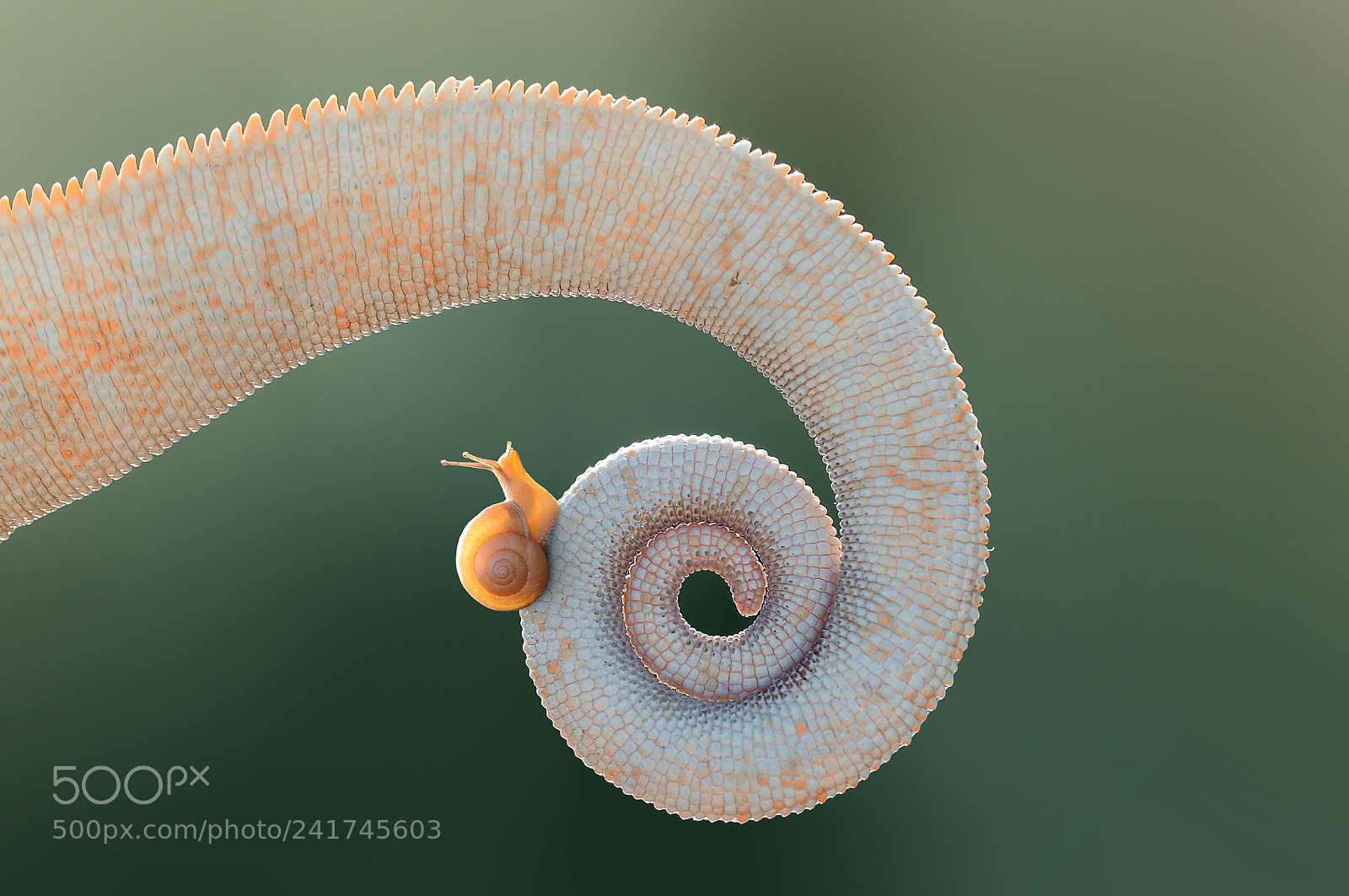Nikon D90 sample photo. Tail with snail photography