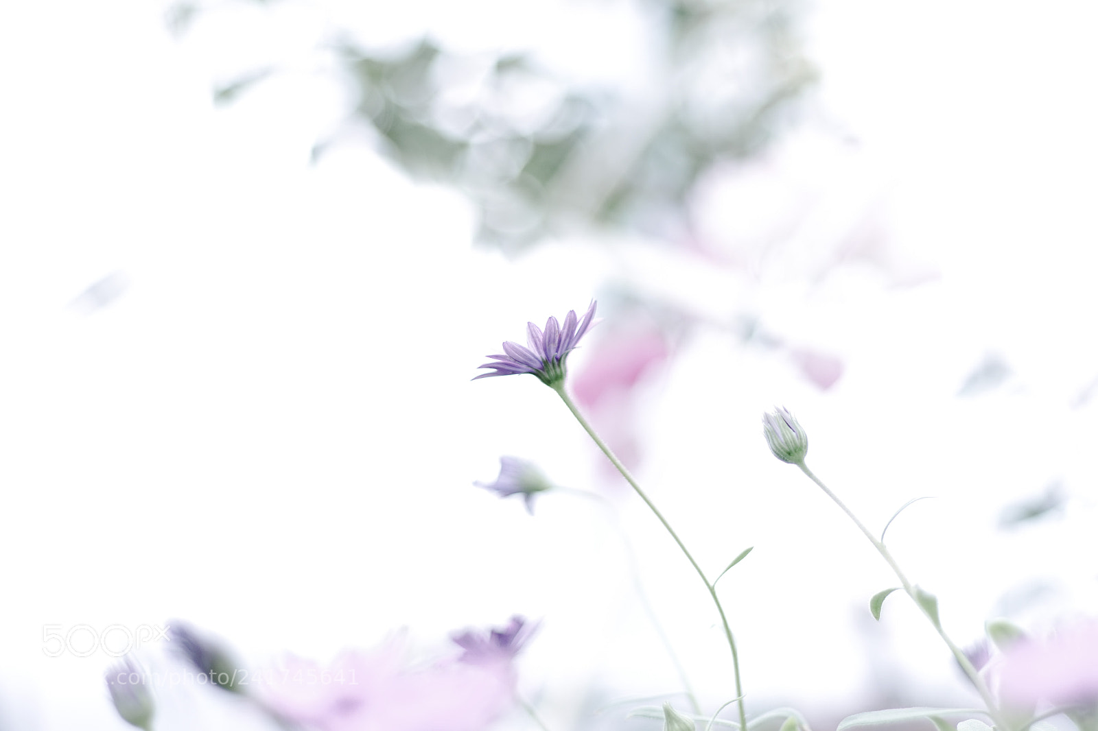Sony a7R sample photo. ゆらりゆらり photography