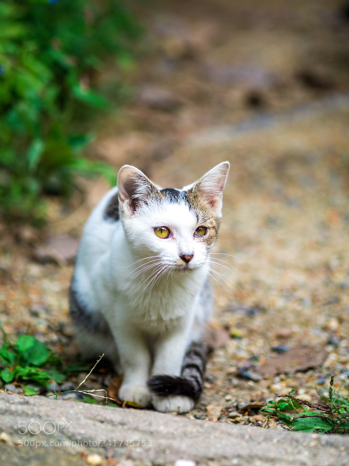Olympus OM-D E-M1 Mark II sample photo. Cute cat photography