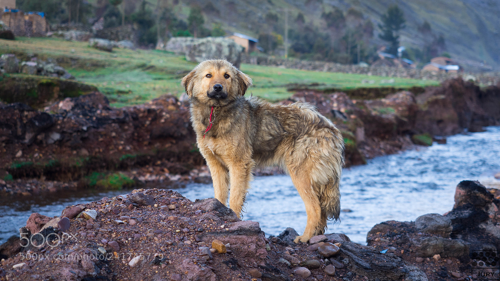 Olympus OM-D E-M5 II sample photo. Andean dog photography