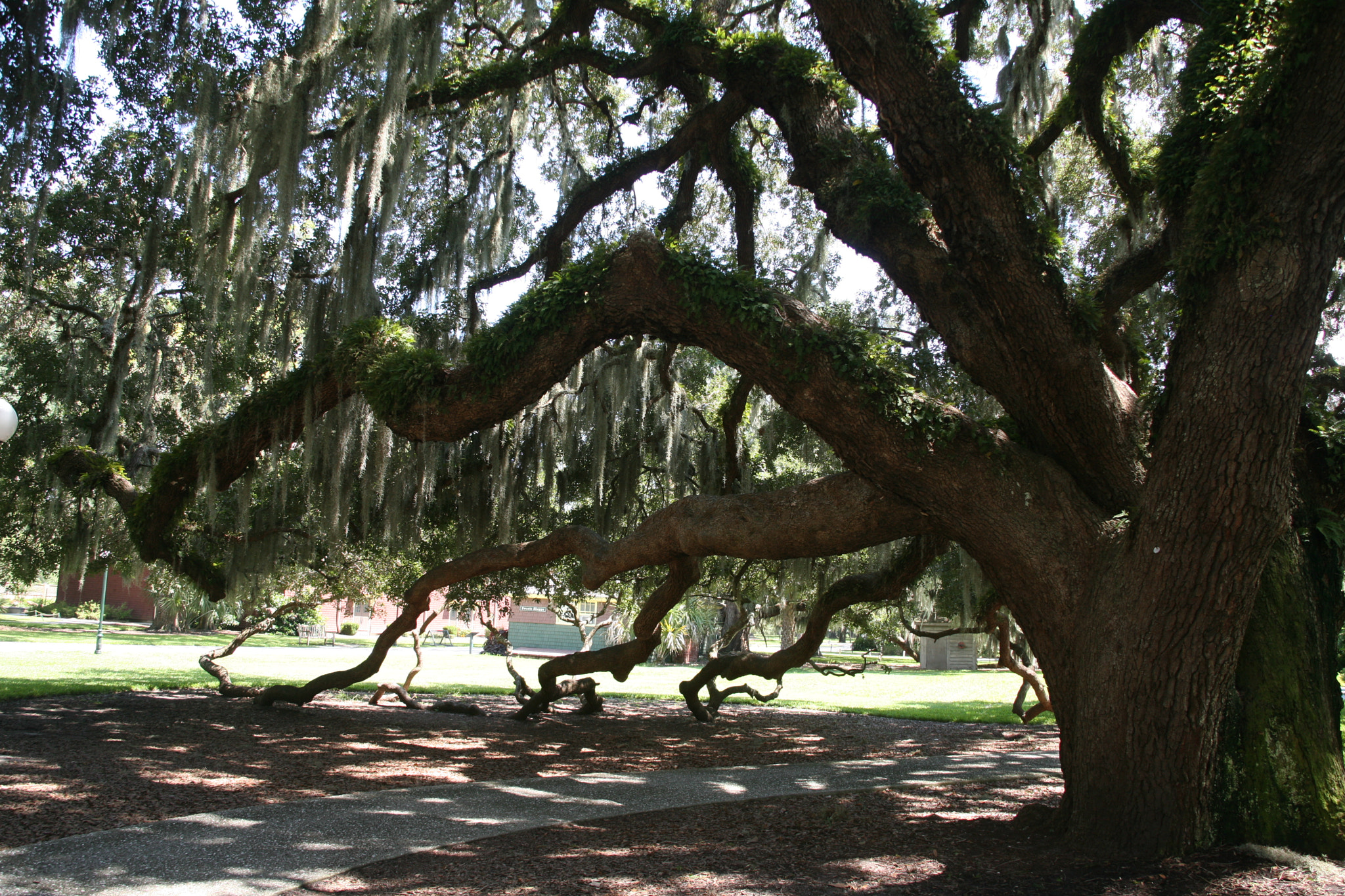 Canon EF 28-135mm F3.5-5.6 IS USM sample photo. Jekyll island photography