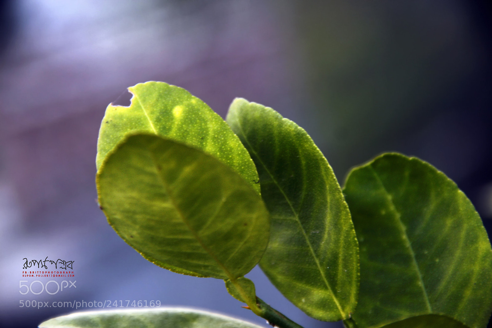 Canon EOS 650D (EOS Rebel T4i / EOS Kiss X6i) sample photo. Leaf photography
