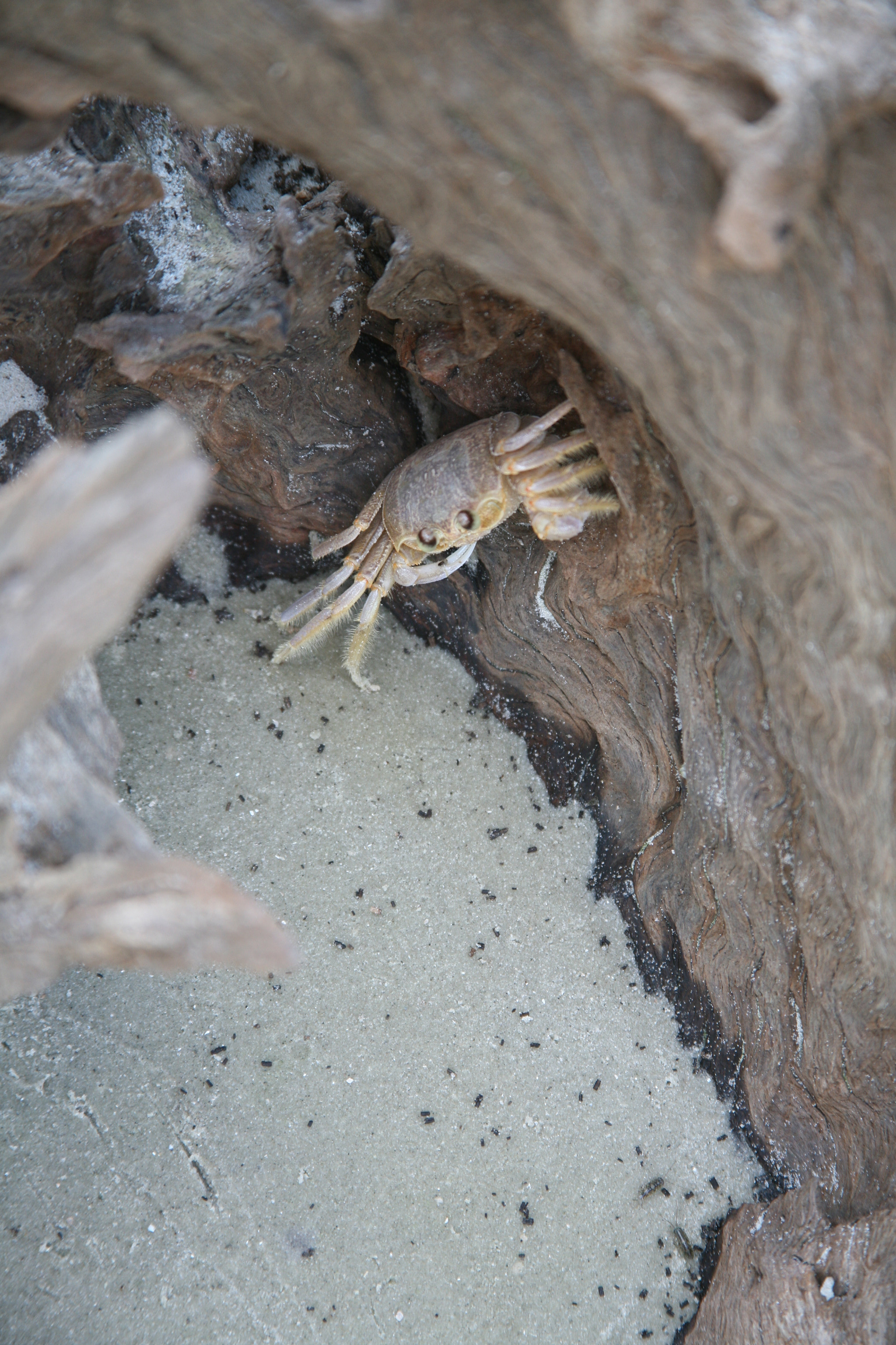 Canon EF 28-135mm F3.5-5.6 IS USM sample photo. Jekyll island photography