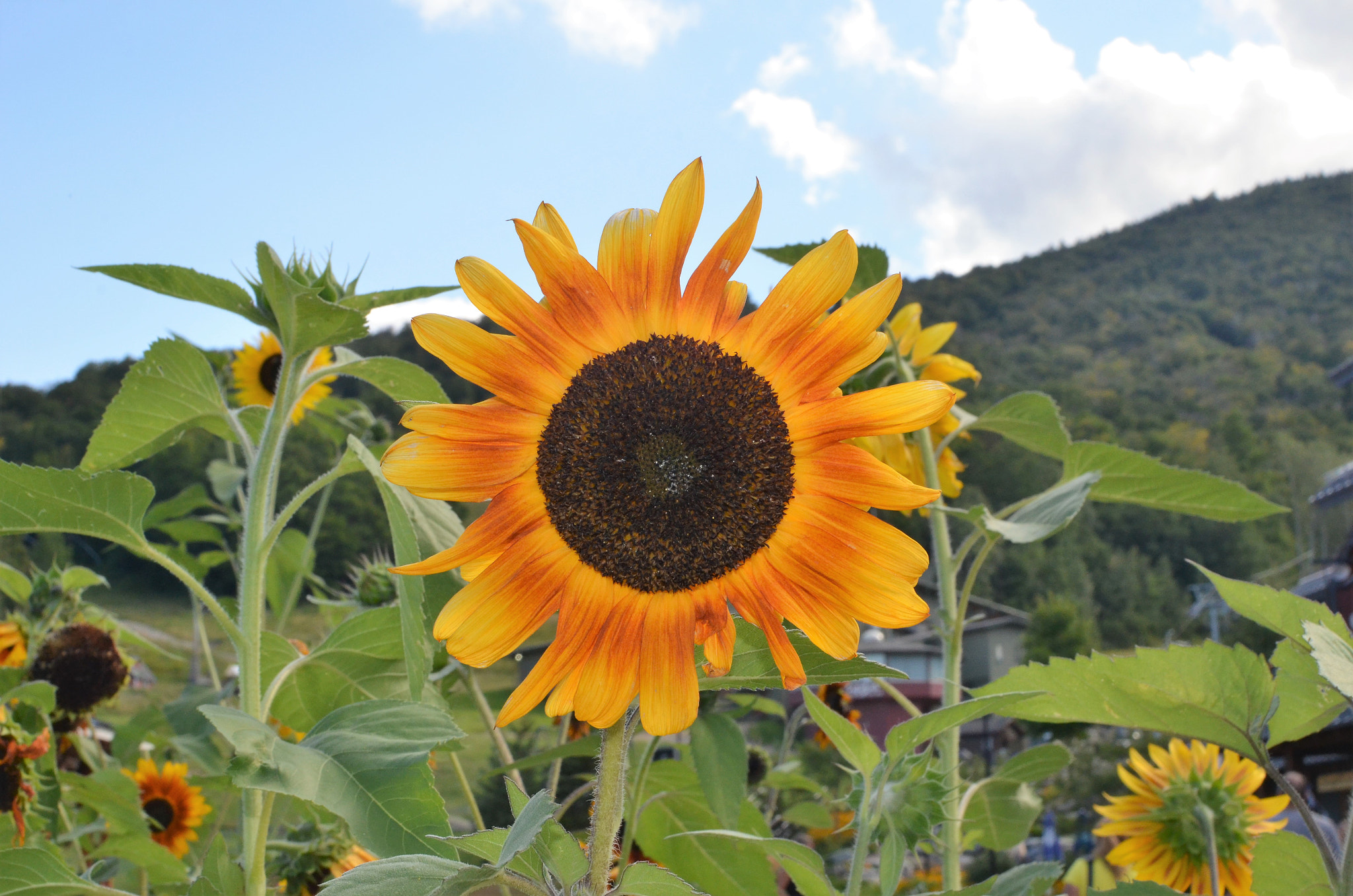 Nikon D7000 + Nikon AF-S DX Nikkor 35mm F1.8G sample photo. Sunflower photography