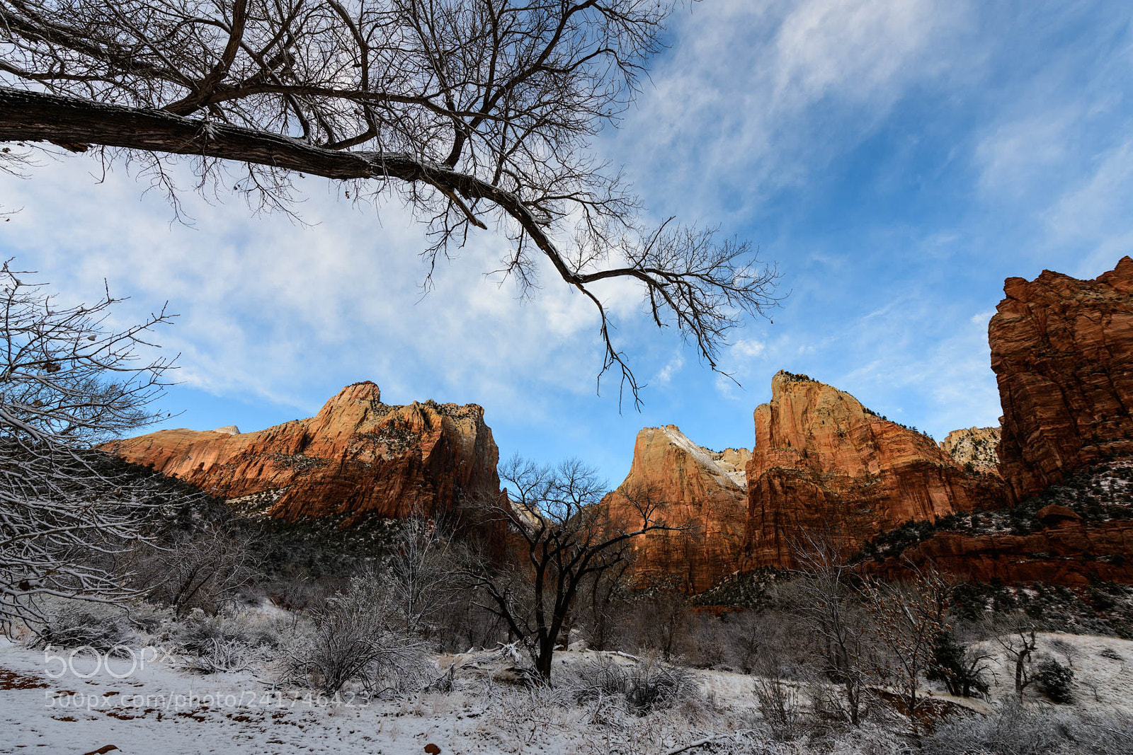 Nikon D850 sample photo. Canyon branch photography
