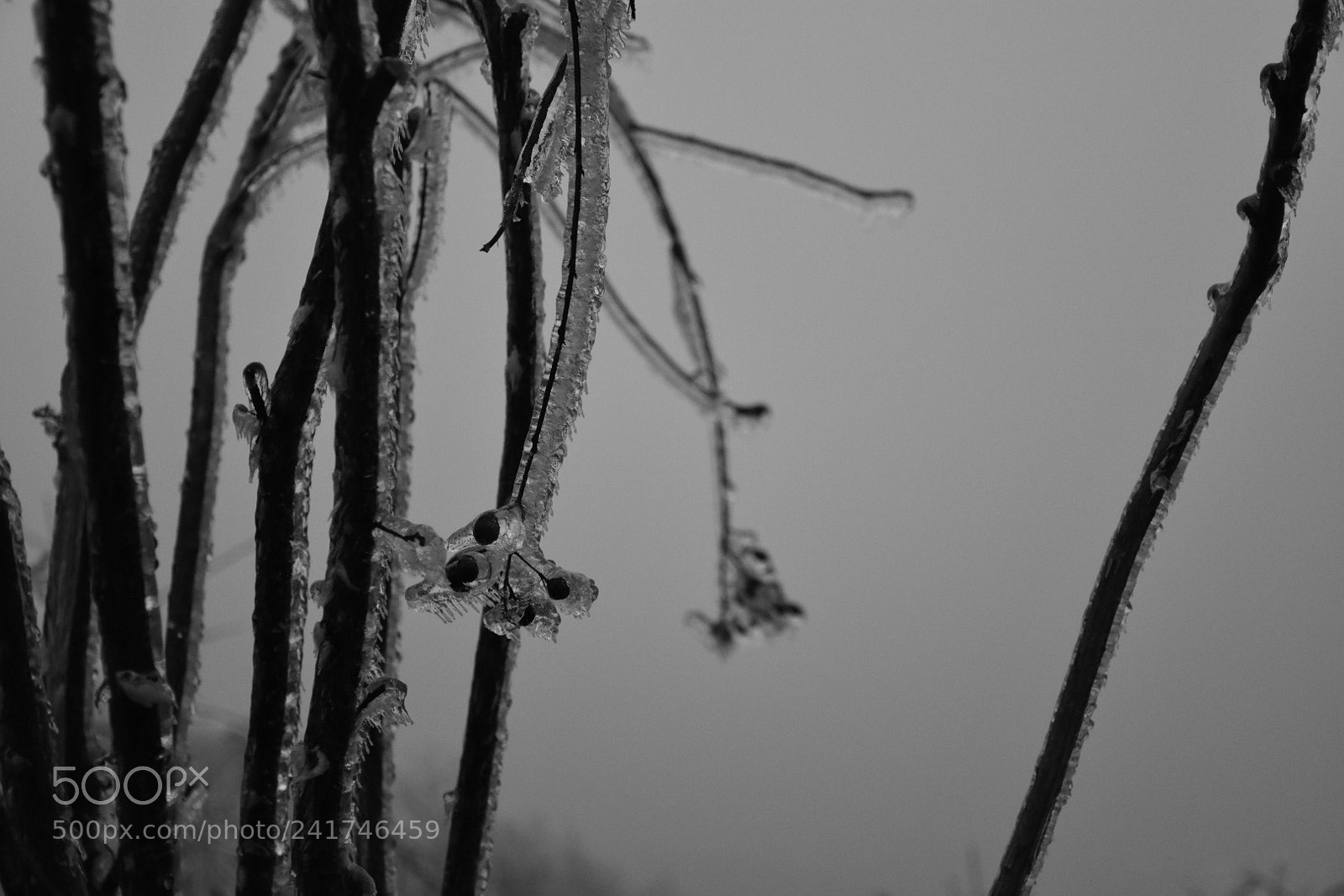 Nikon D7200 sample photo. 冰封 photography