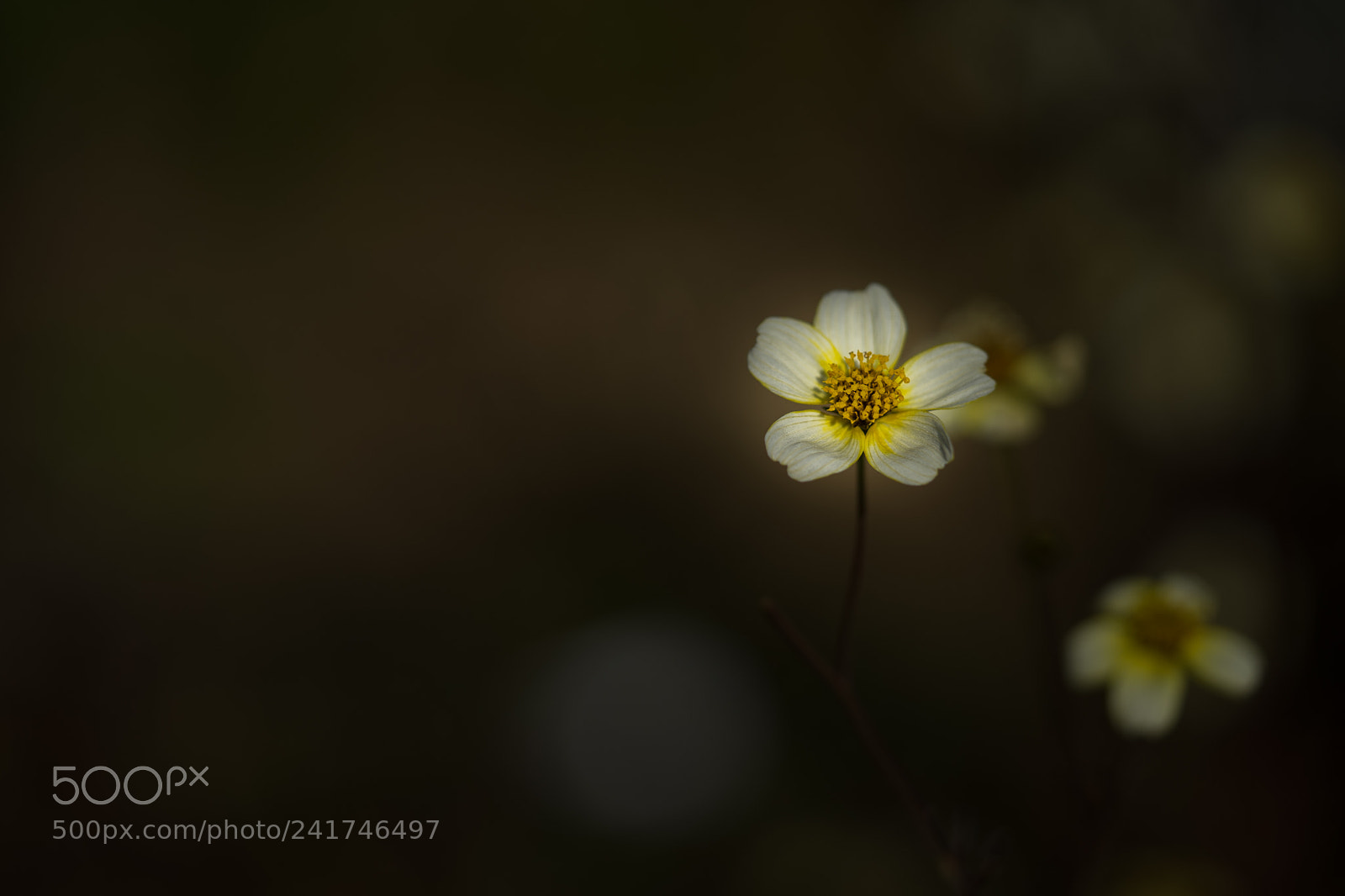 Sony a7 II sample photo. Spotlight photography