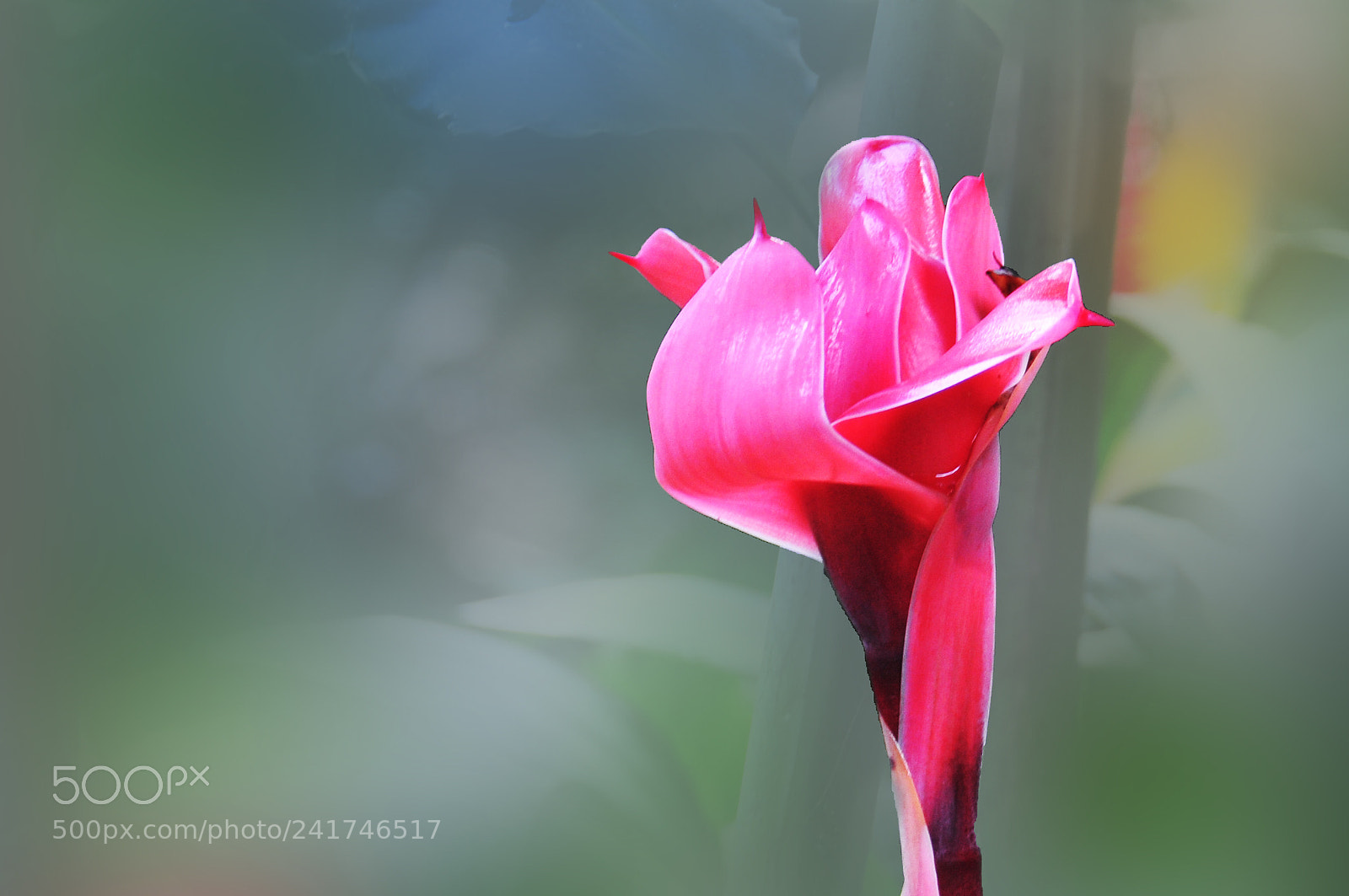 Nikon D300 sample photo. Blooming pink photography