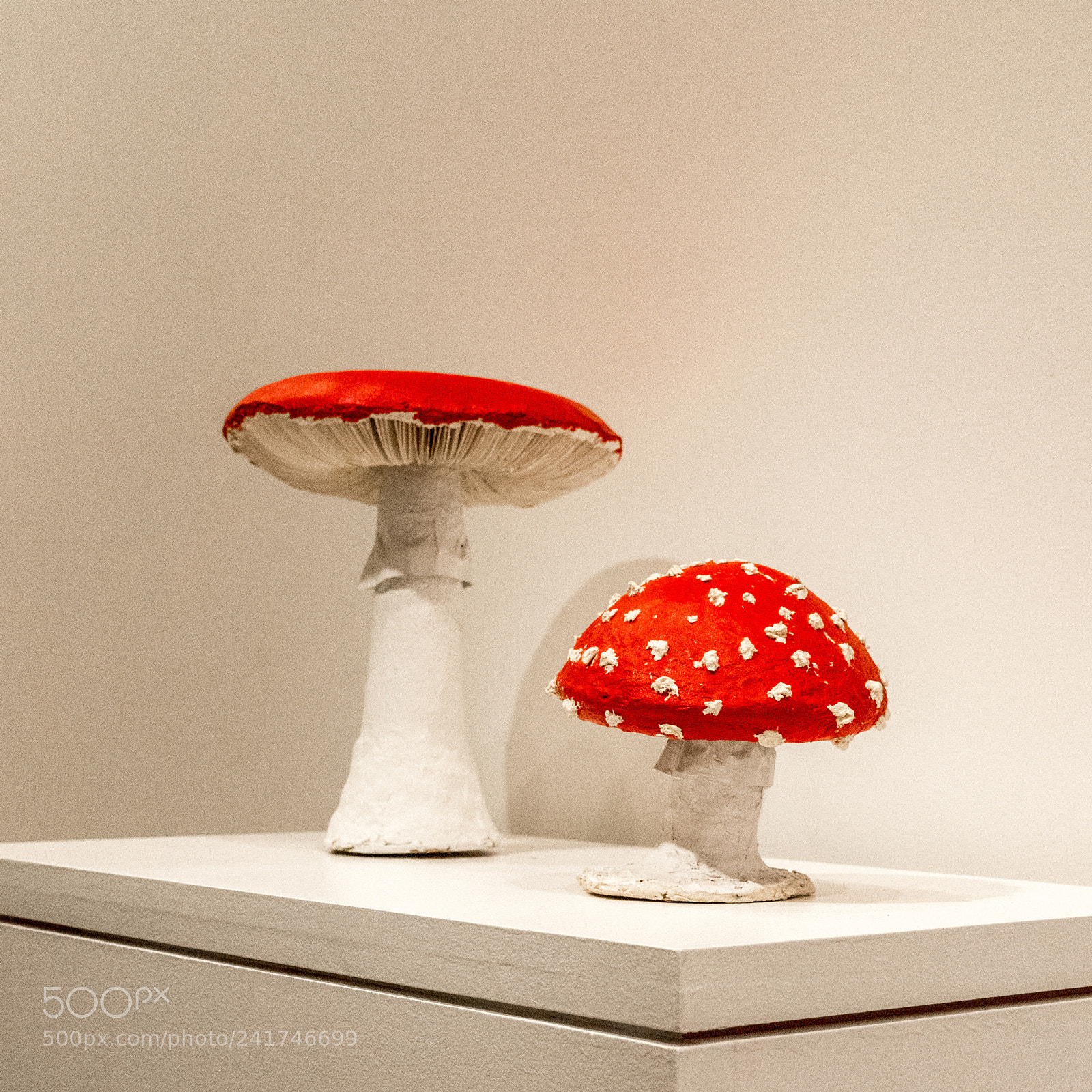 Nikon D7100 sample photo. Mushrooms photography