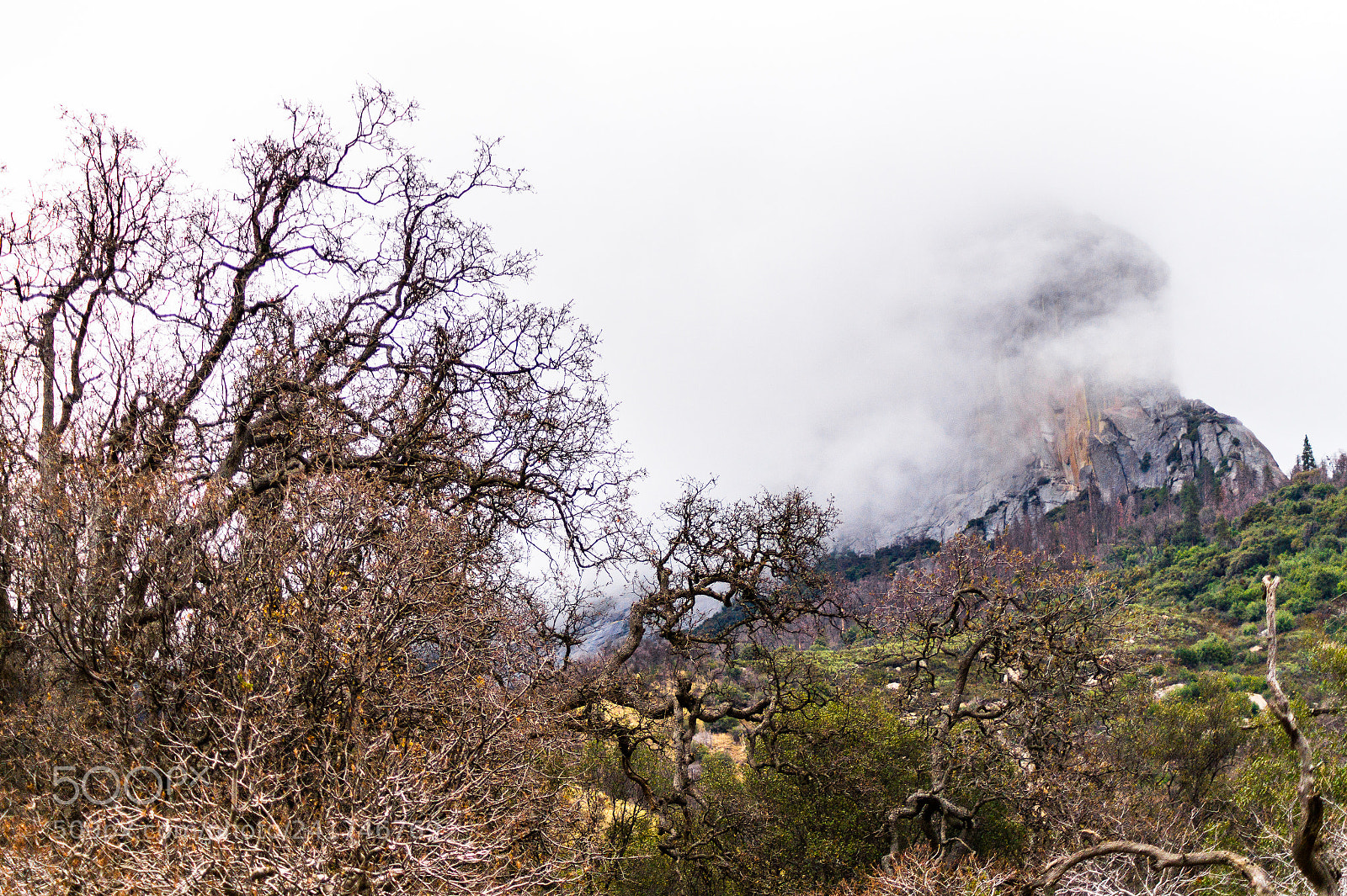 Sony SLT-A58 sample photo. Sequoia national park photography