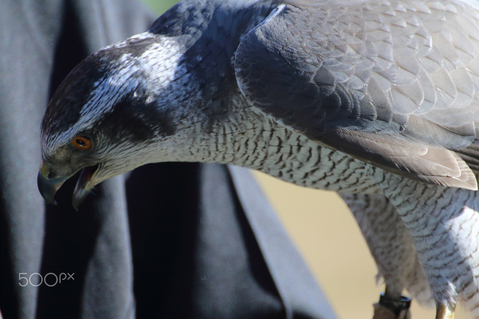 Canon EF 300mm F2.8L IS II USM sample photo. Img photography