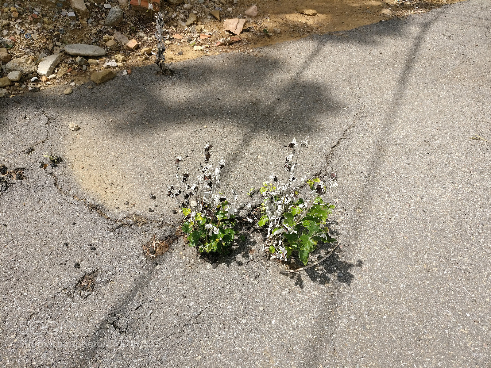 OnePlus A3003 sample photo. Img_20170520_143336.jpg photography