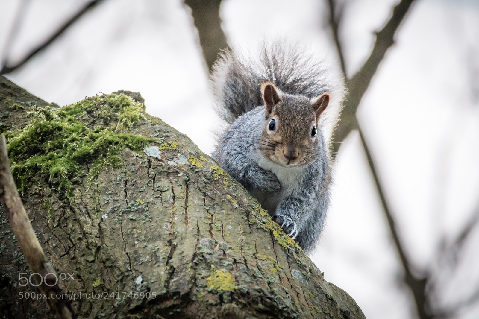 Nikon D500 sample photo. Little squirrel photography
