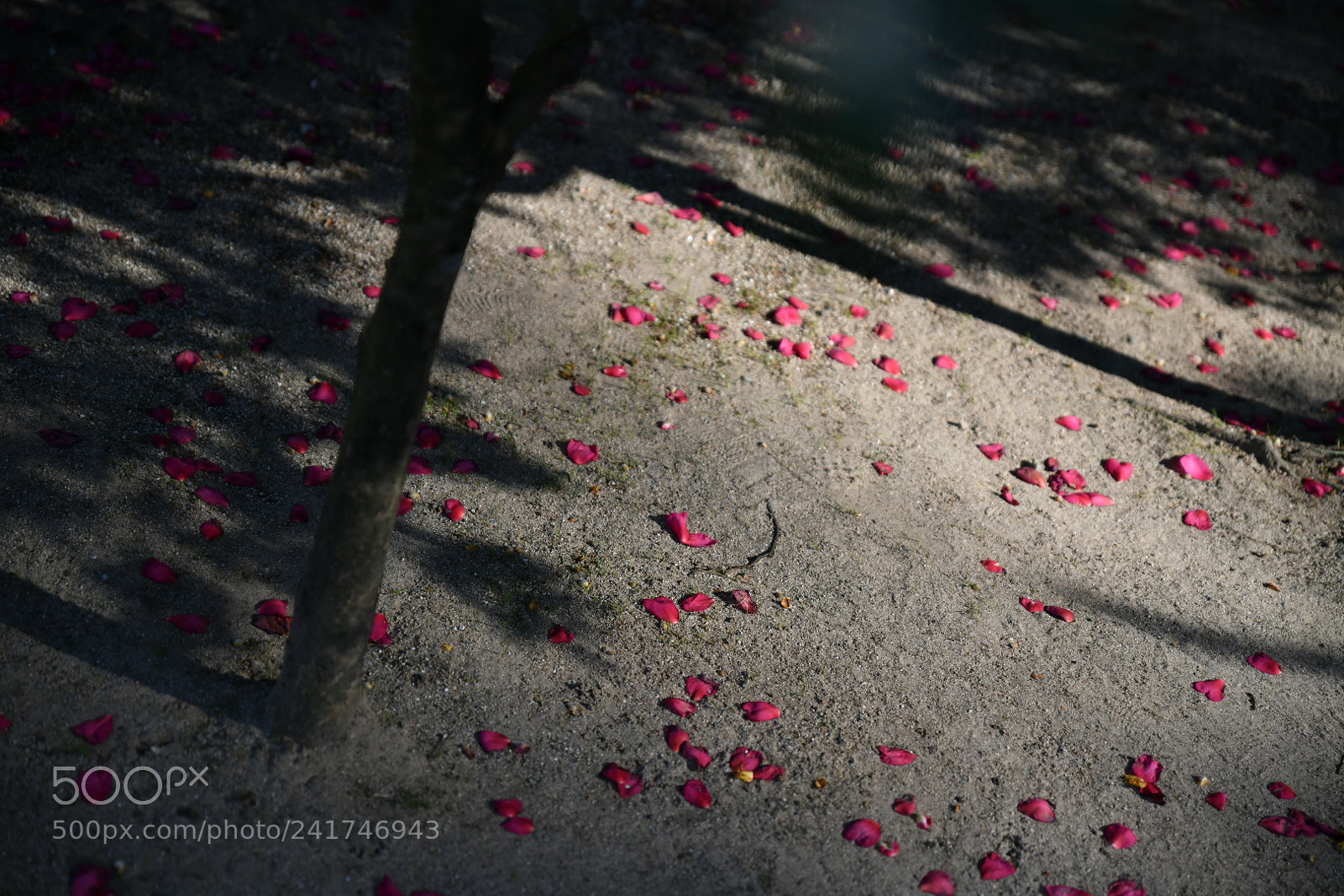 Nikon D850 sample photo. Untitled photography