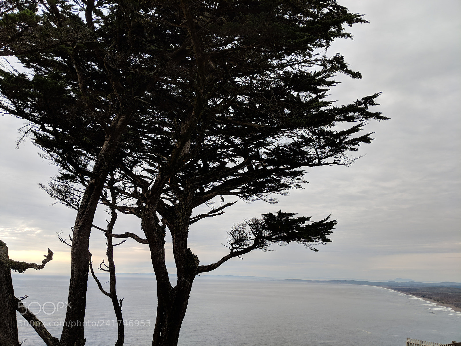 Google Pixel 2 sample photo. Trees against the pacific! photography