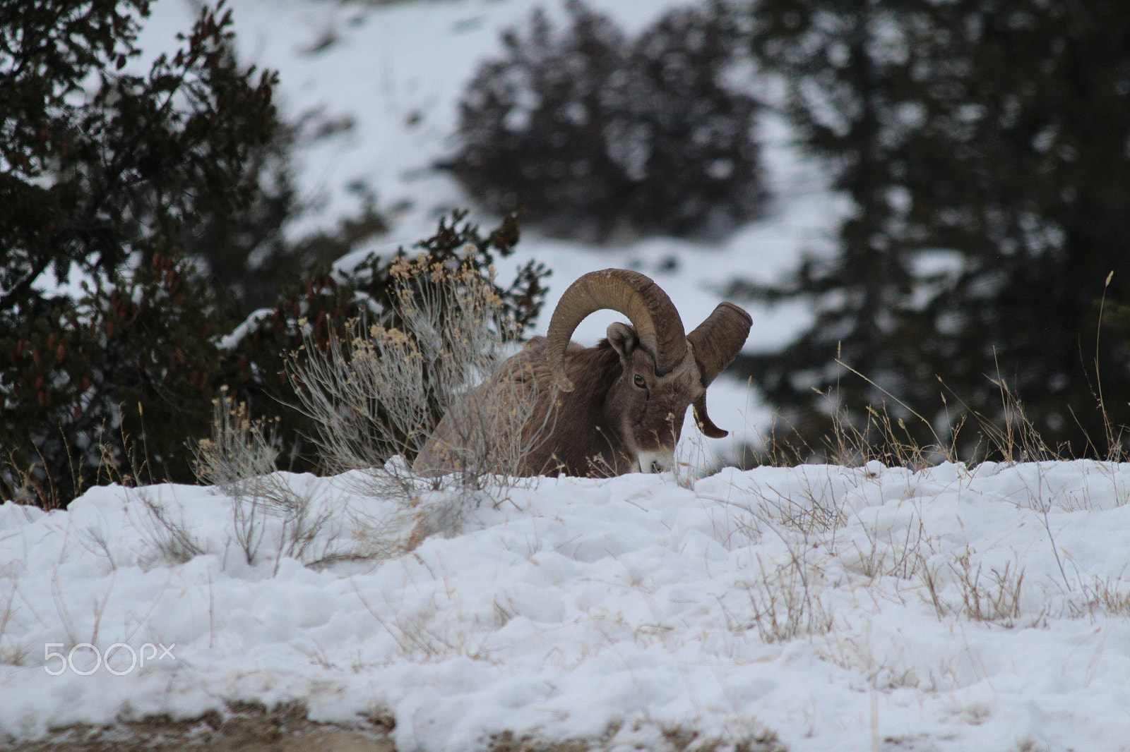 Canon EOS 650D (EOS Rebel T4i / EOS Kiss X6i) + Canon EF 70-300mm F4-5.6 IS USM sample photo. Bighorn ram photography