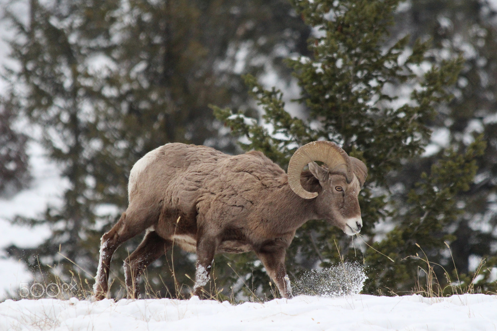 Canon EOS 650D (EOS Rebel T4i / EOS Kiss X6i) sample photo. Bighorn ram photography