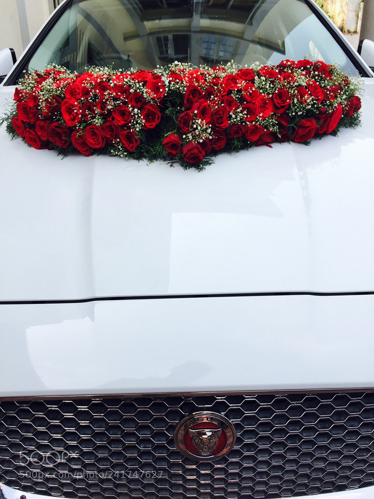 Apple iPhone 6 Plus sample photo. Jaguar❤️ photography