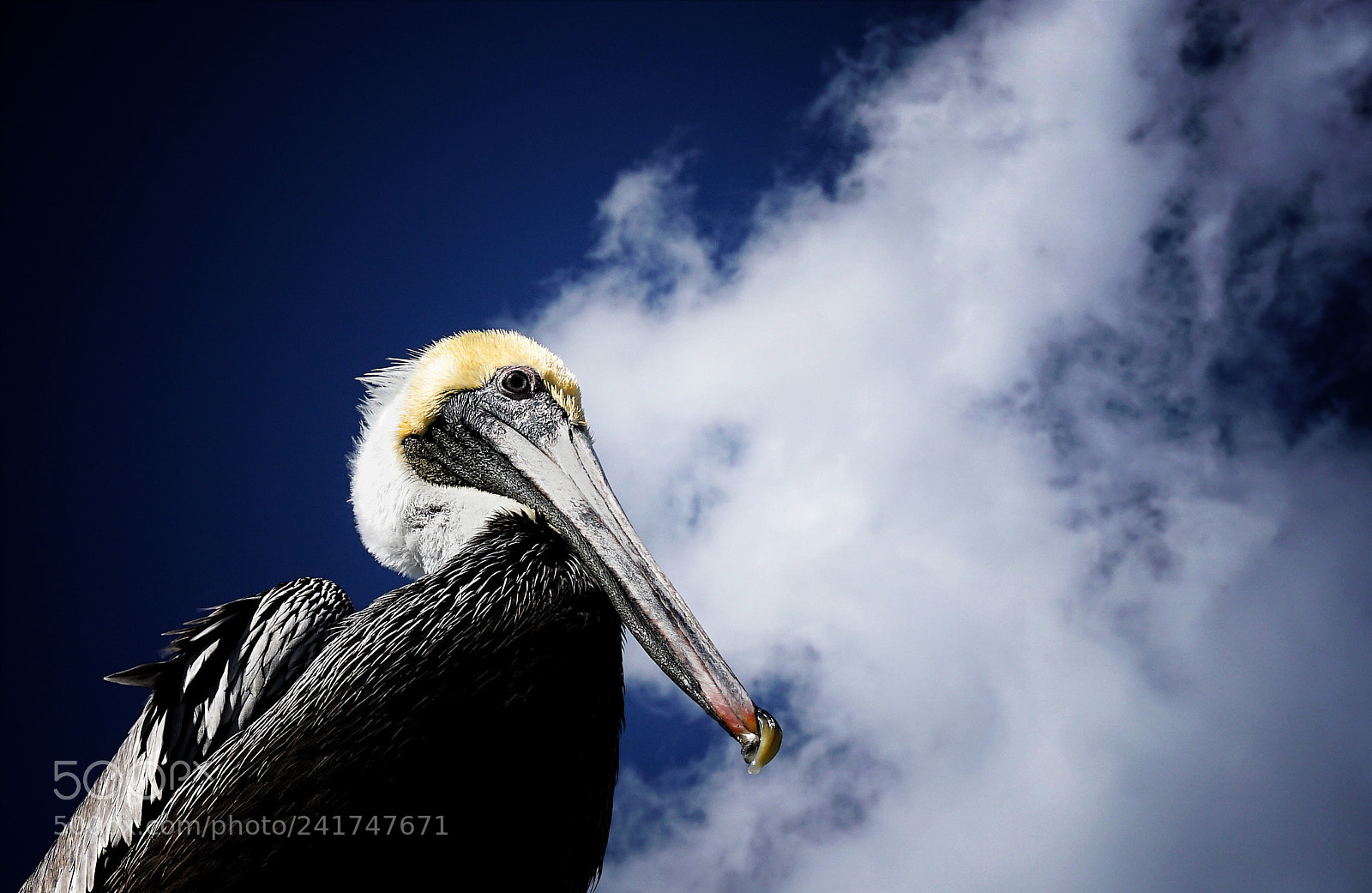 Sony a6000 + Sony E 18-50mm F4-5.6 sample photo. Pelican photography