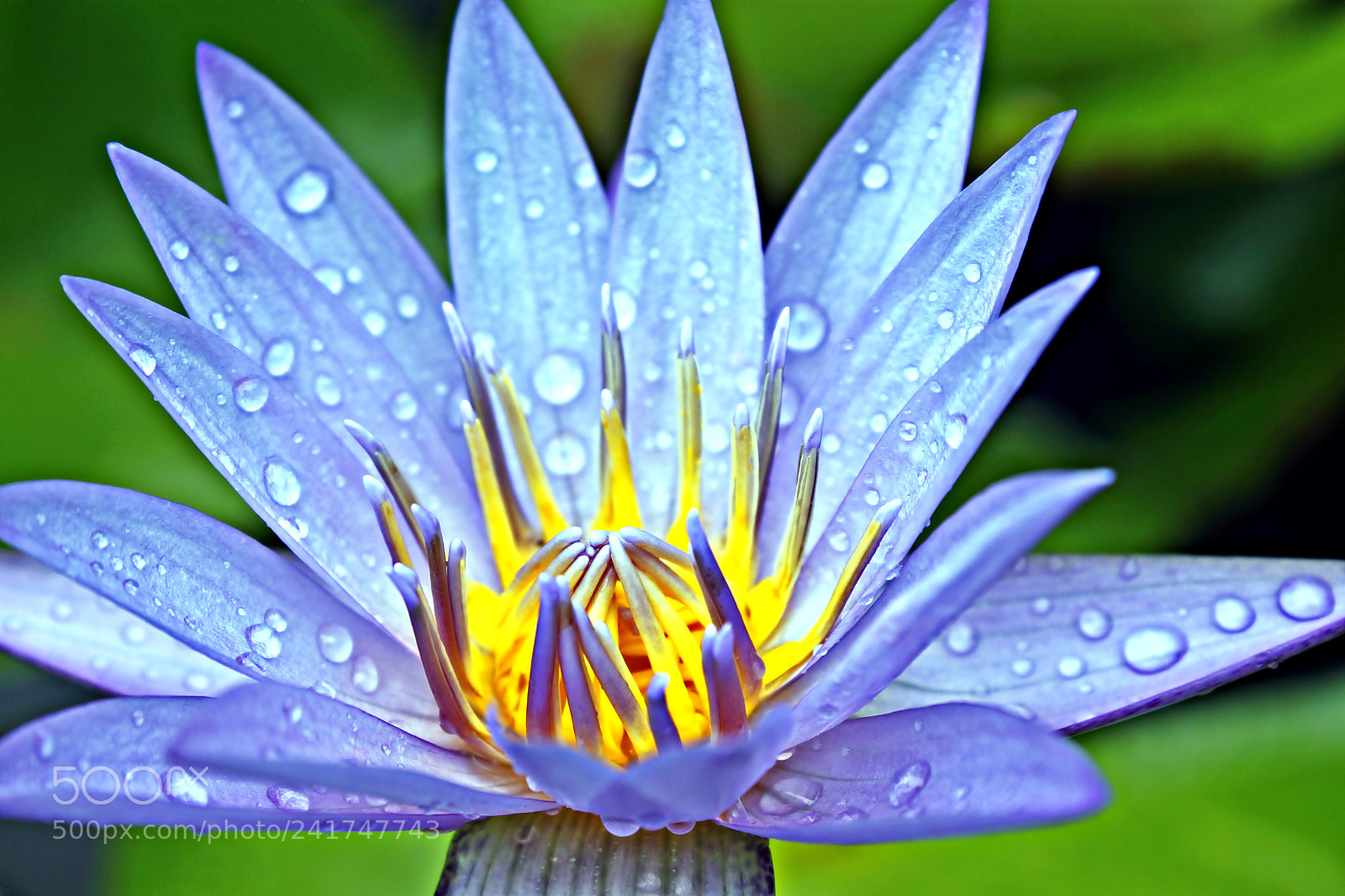 Canon EF-S 18-55mm F3.5-5.6 IS sample photo. Lotus 1 photography