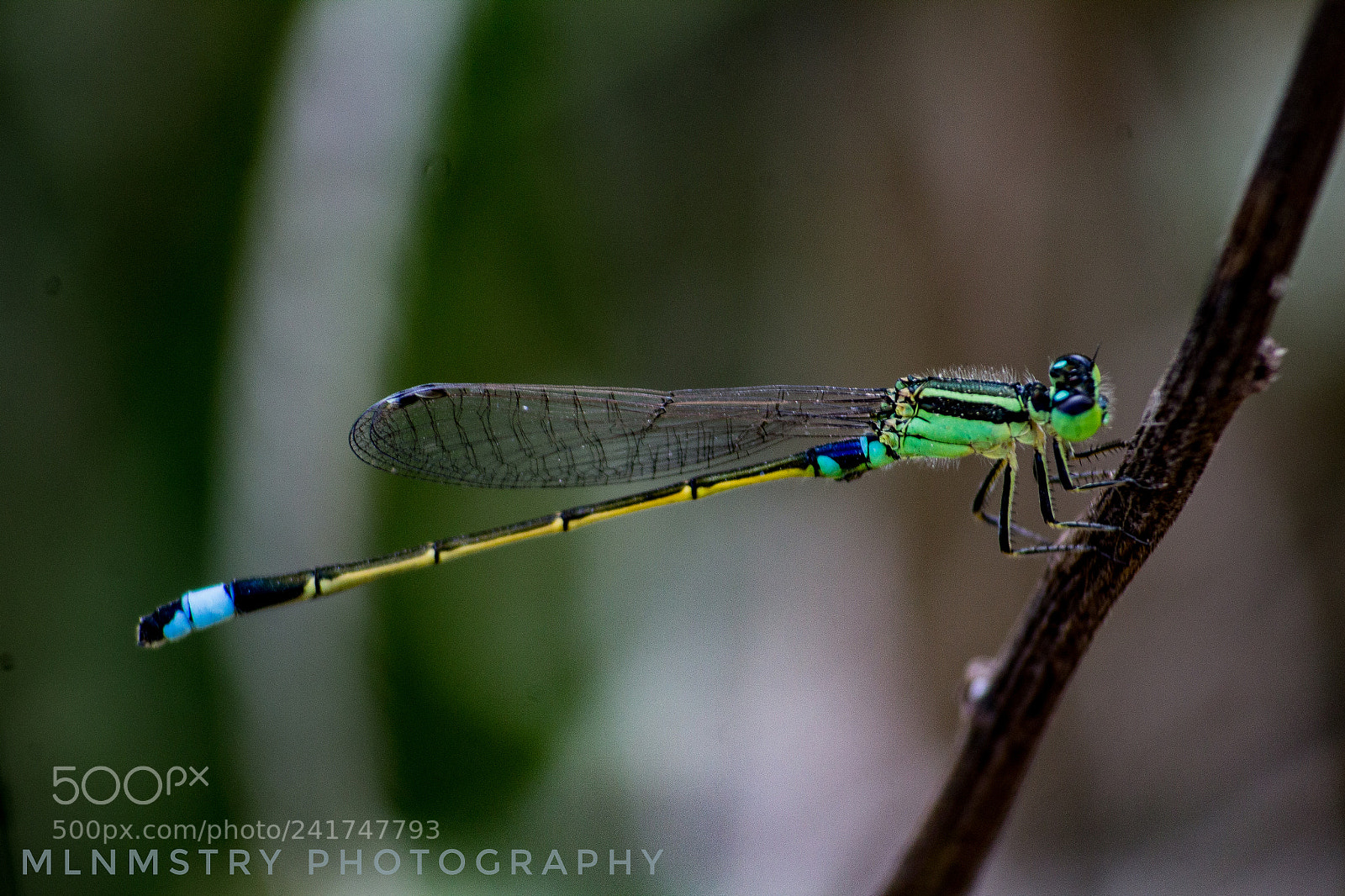 Canon EOS 1200D (EOS Rebel T5 / EOS Kiss X70 / EOS Hi) sample photo. Dragon fly photography