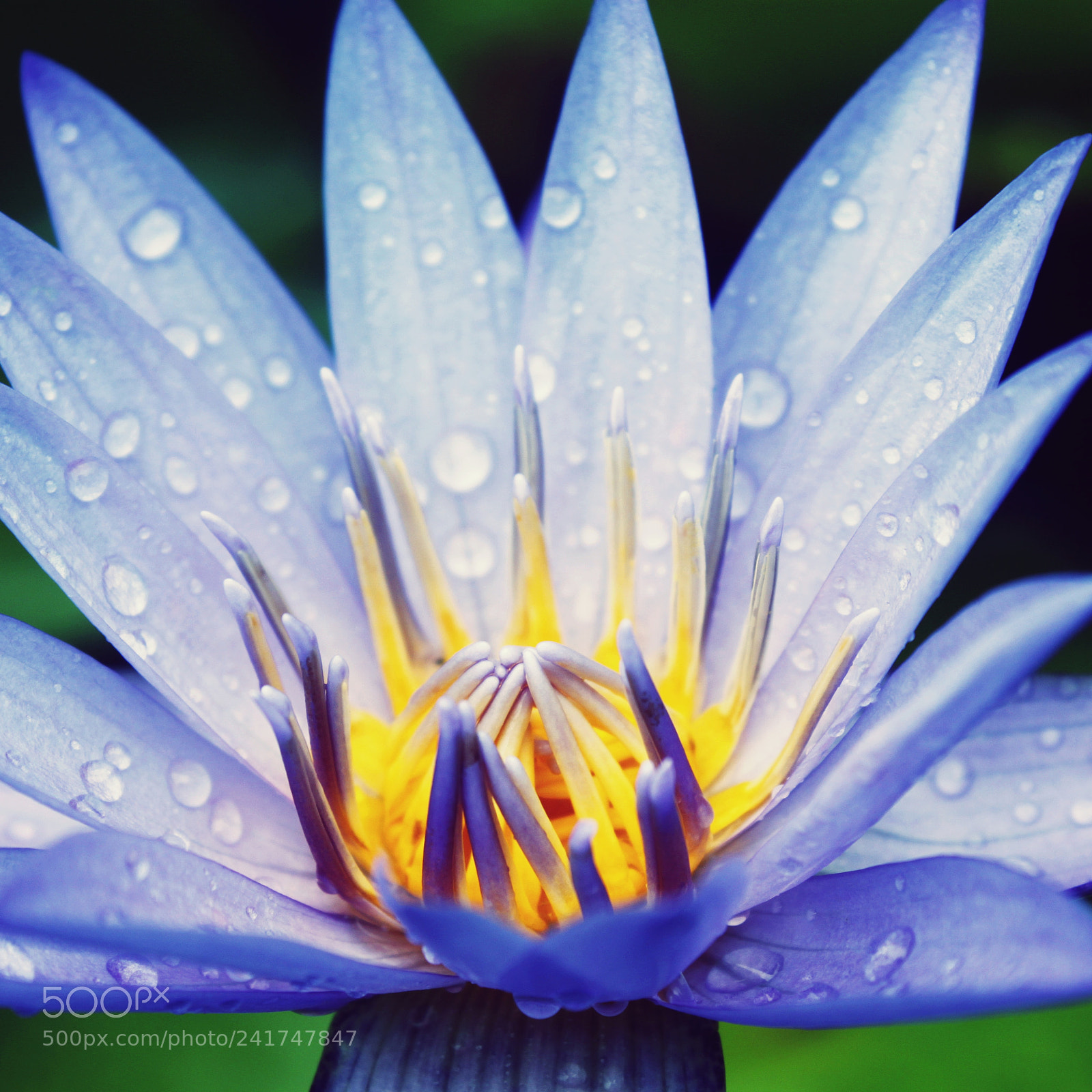 Canon EF-S 18-55mm F3.5-5.6 IS sample photo. Lotus 3 photography
