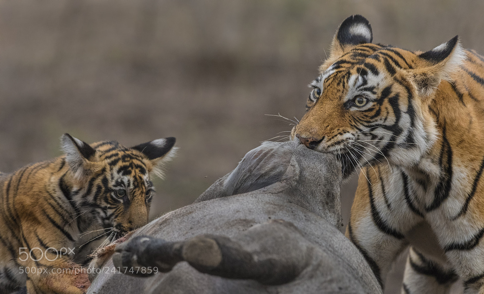 Nikon D500 sample photo. T-8-cubs photography