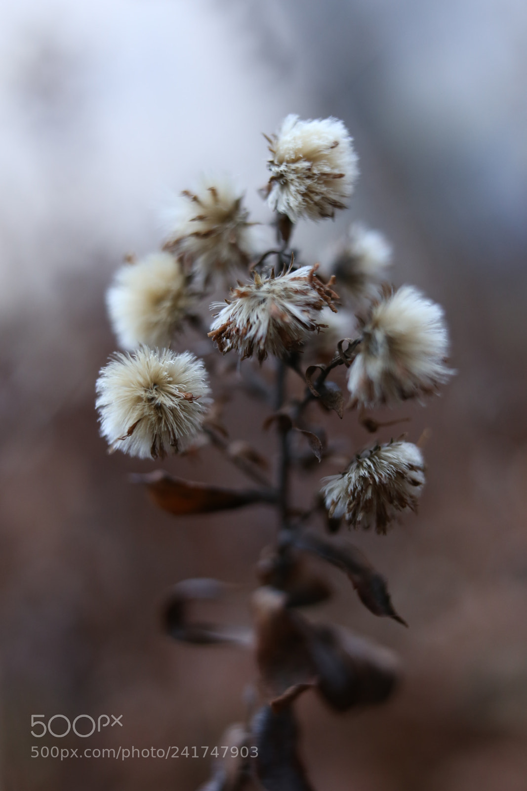 Sigma 35mm F1.4 DG HSM Art sample photo. Winter plant photography