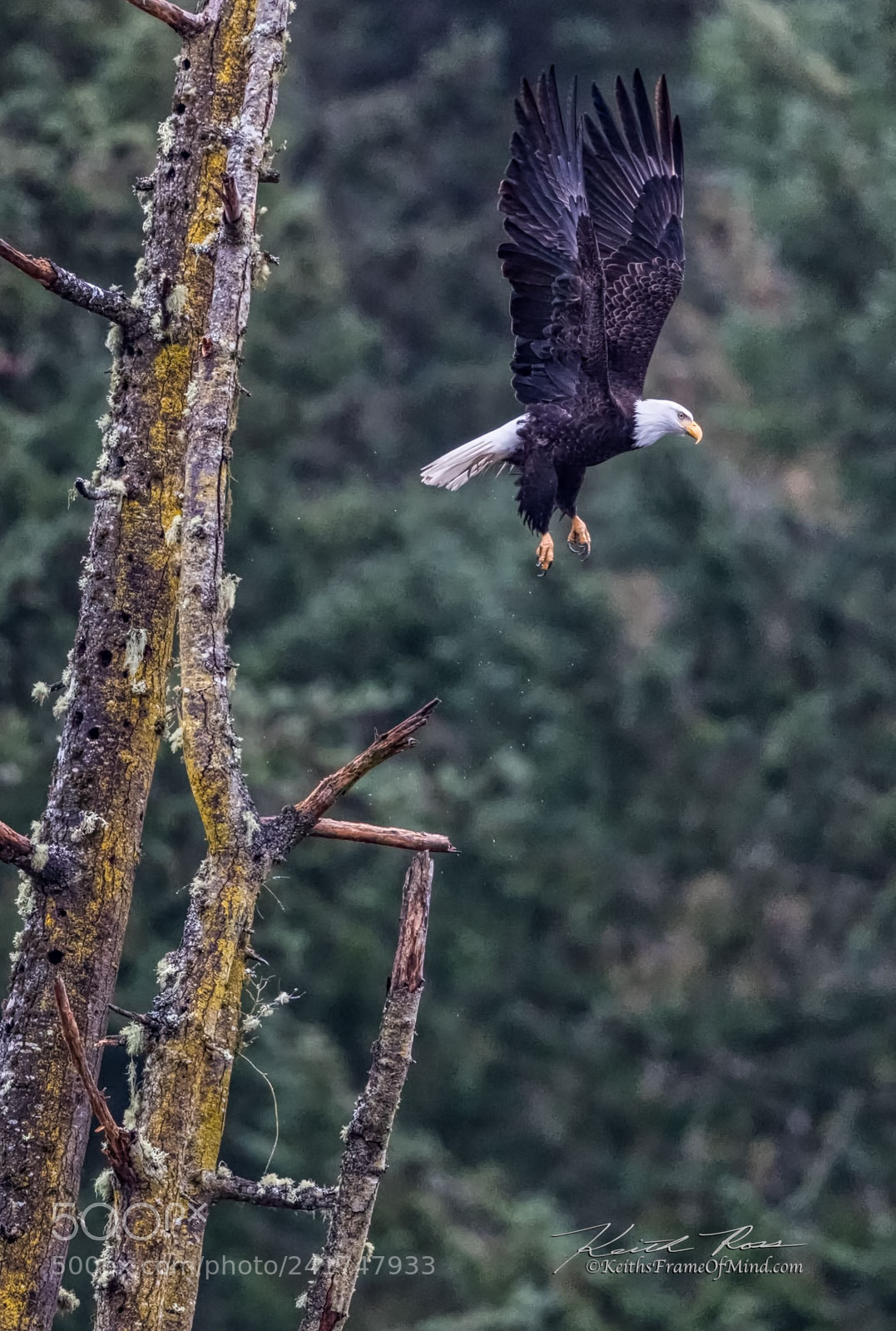 Canon EOS-1D X Mark II sample photo. Bald eagle takes flight photography