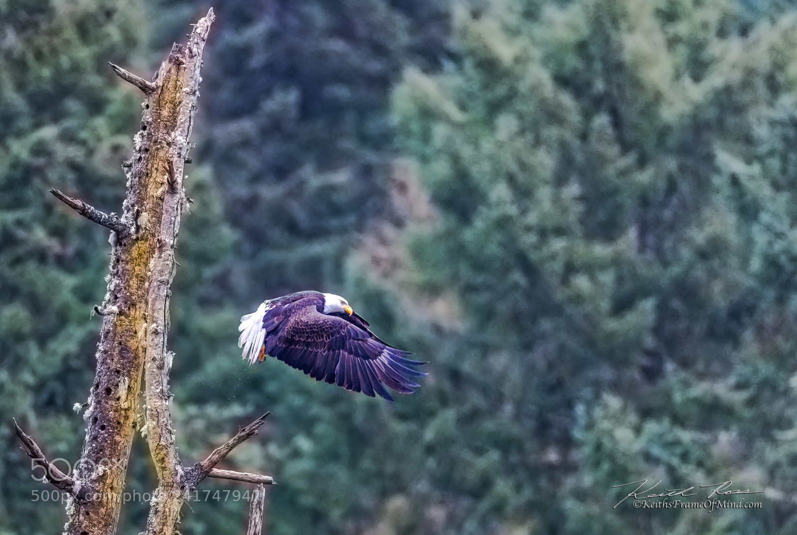 Canon EOS-1D X Mark II sample photo. Bald eagle takes flight photography