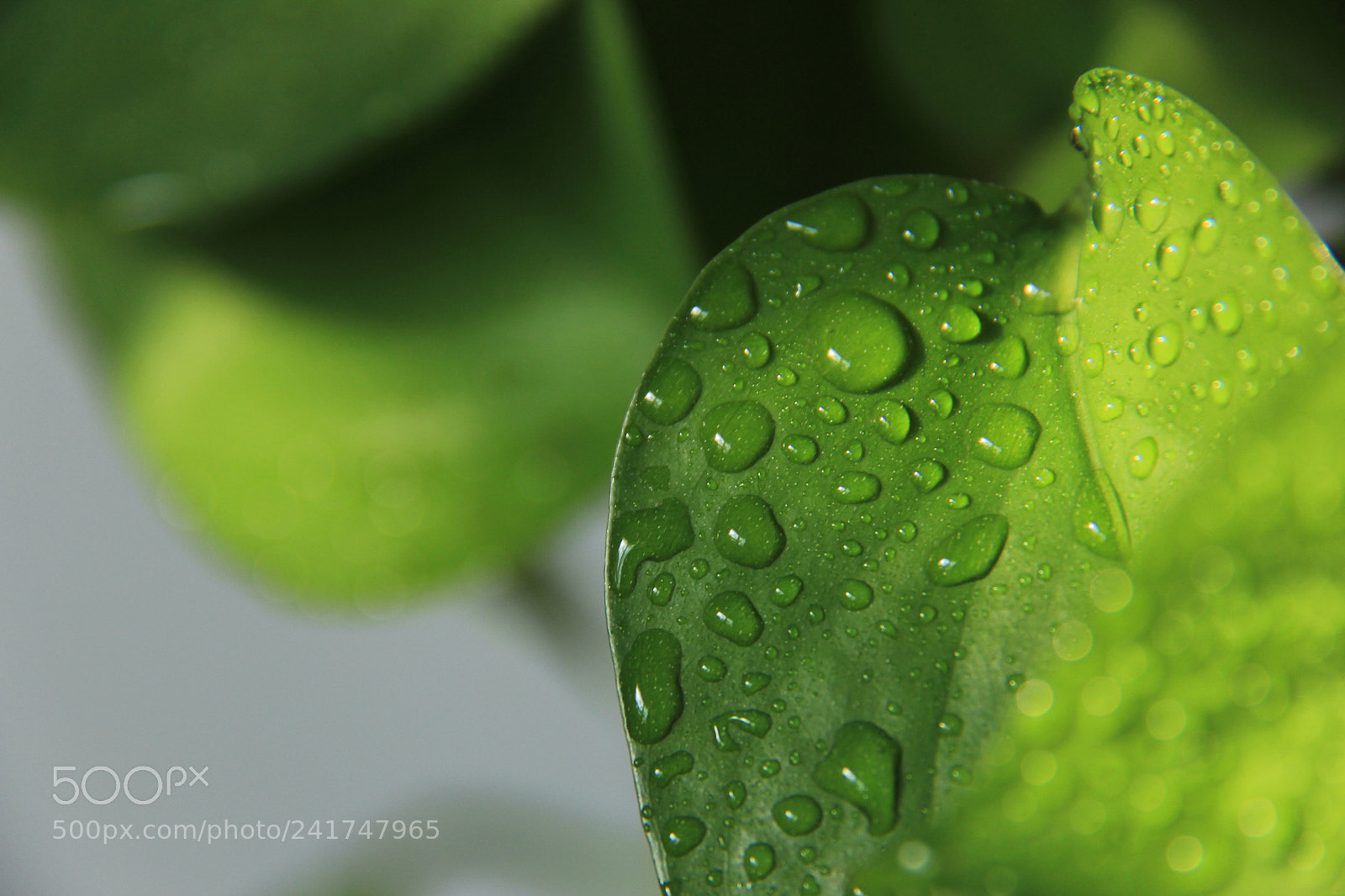 Canon EF-S 18-200mm F3.5-5.6 IS sample photo. Blob photography