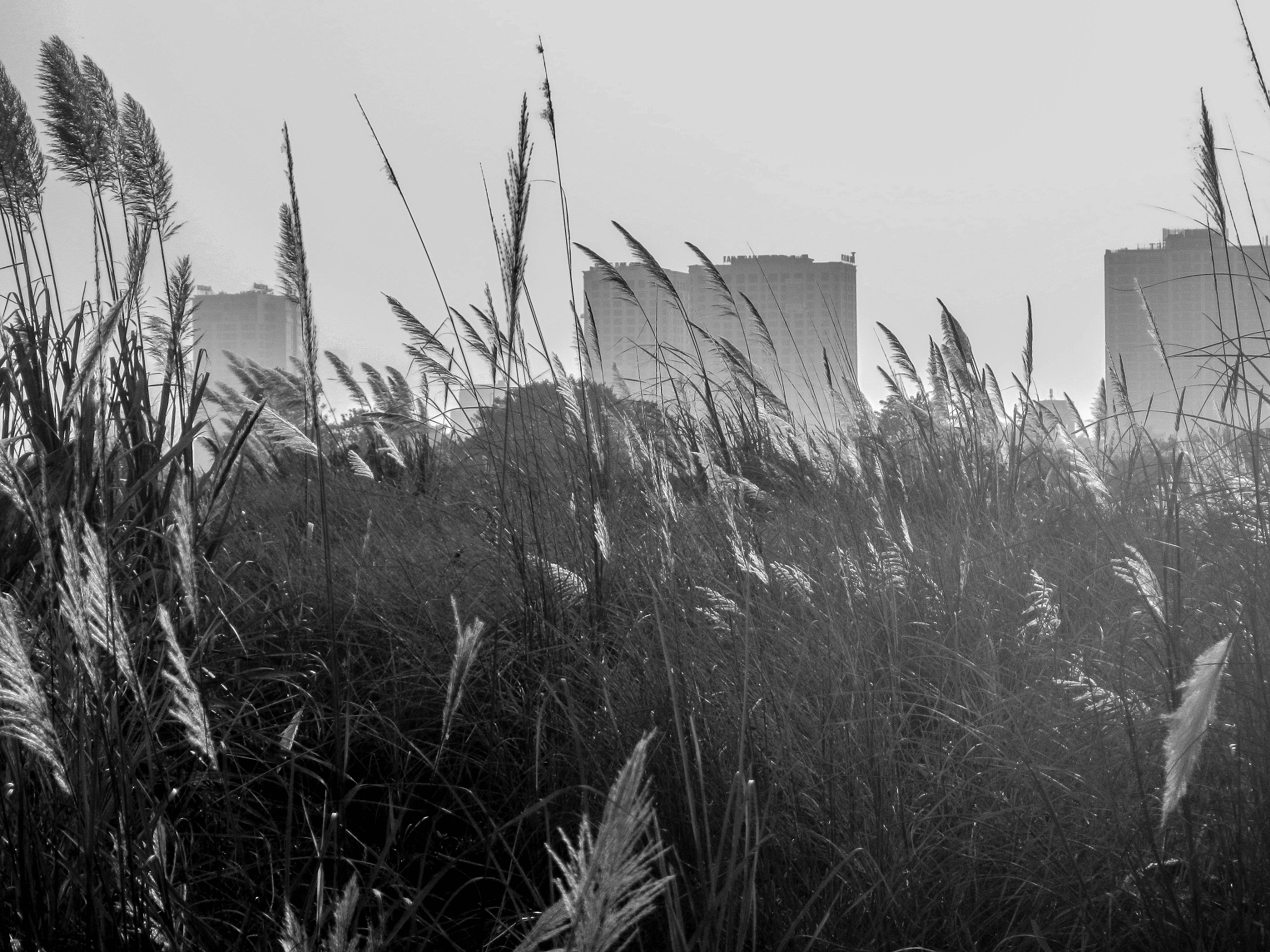 Nikon Coolpix AW100 sample photo. Hazy tower blocks and grasses photography