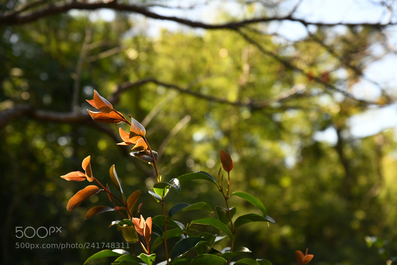 Nikon D850 sample photo. Untitled photography