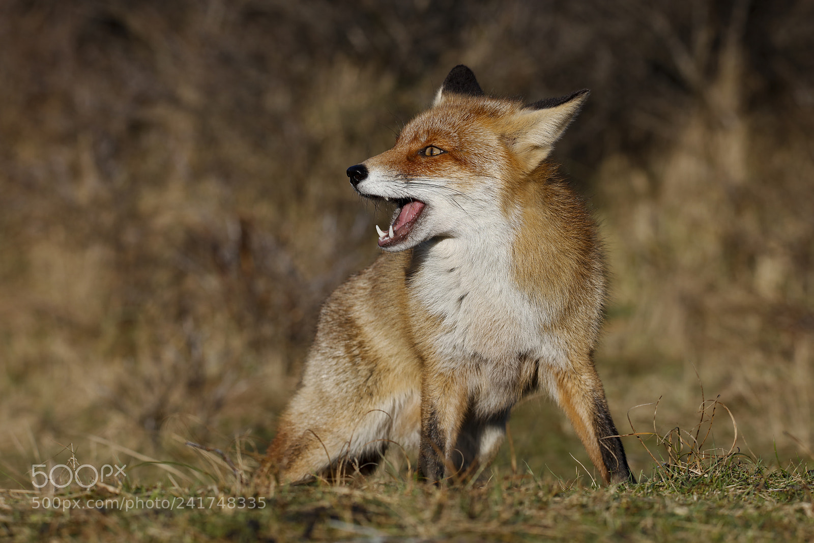 Canon EOS 5DS R sample photo. Red fox photography
