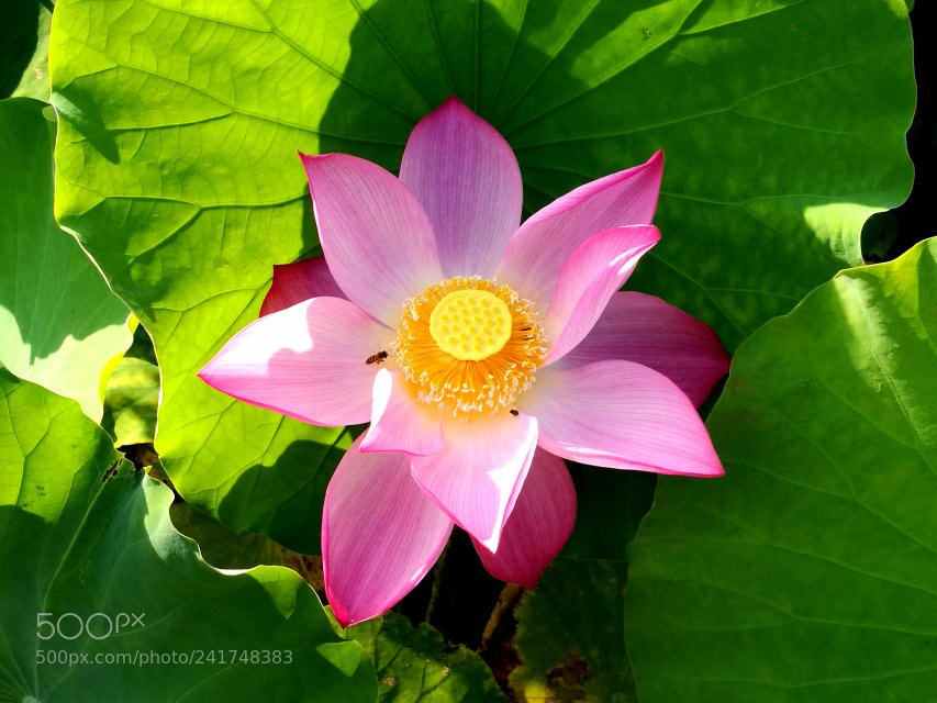 HUAWEI P9 sample photo. Lotus flower photography