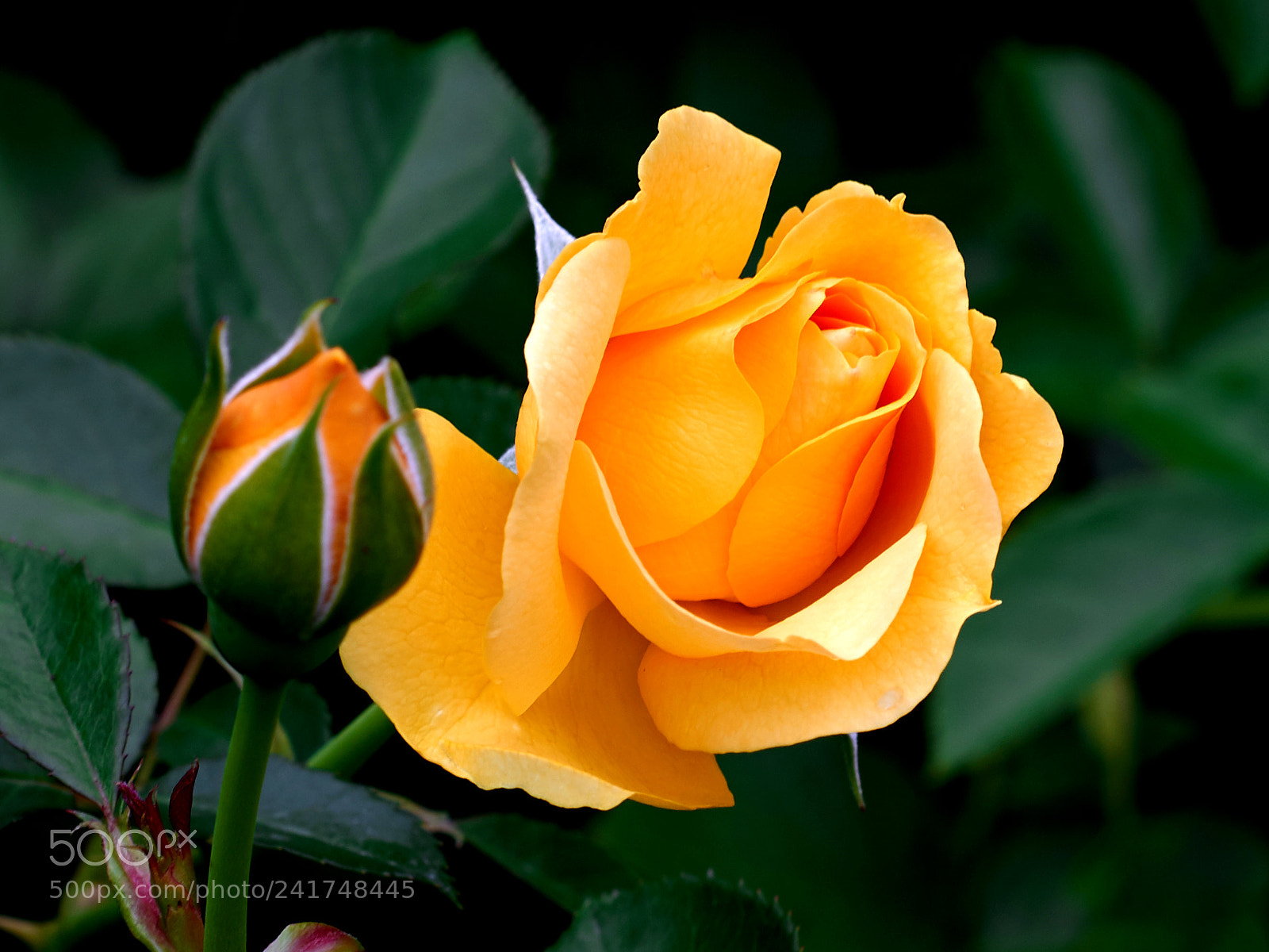 Nikon D800 sample photo. Flower0395 photography