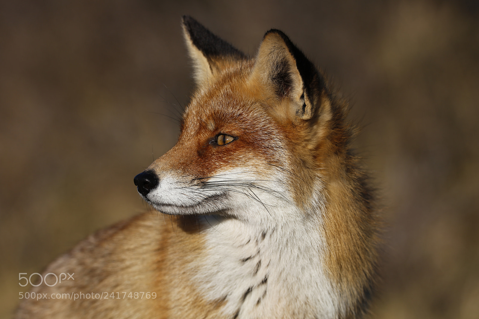 Canon EOS 5DS R sample photo. Red fox photography