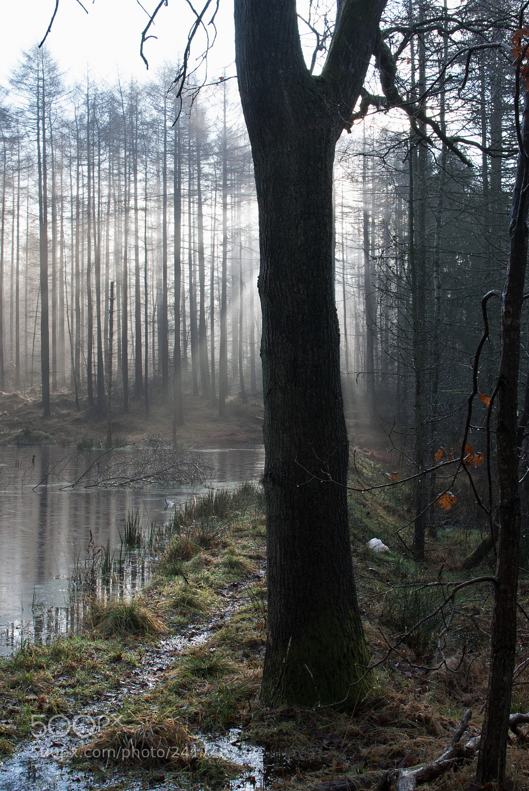 Nikon D3000 sample photo. The tree photography