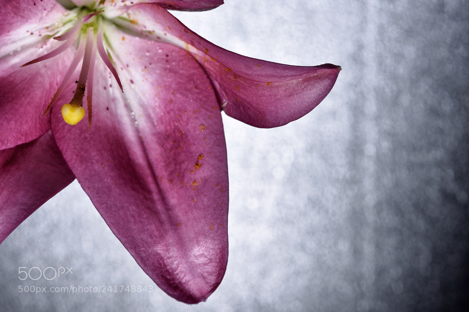 Nikon D810 sample photo. Lovely still life cxxx photography