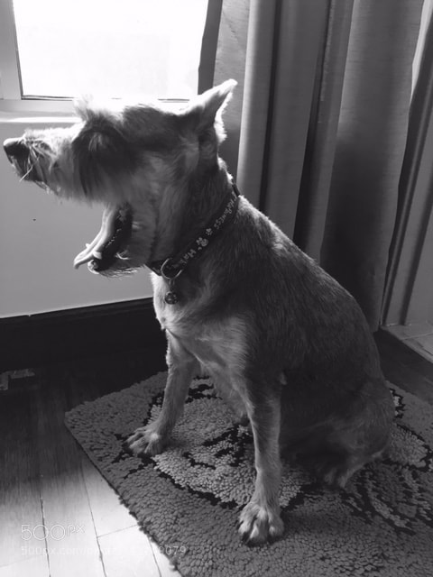 Apple iPhone 6s sample photo. Yawning suzie photography