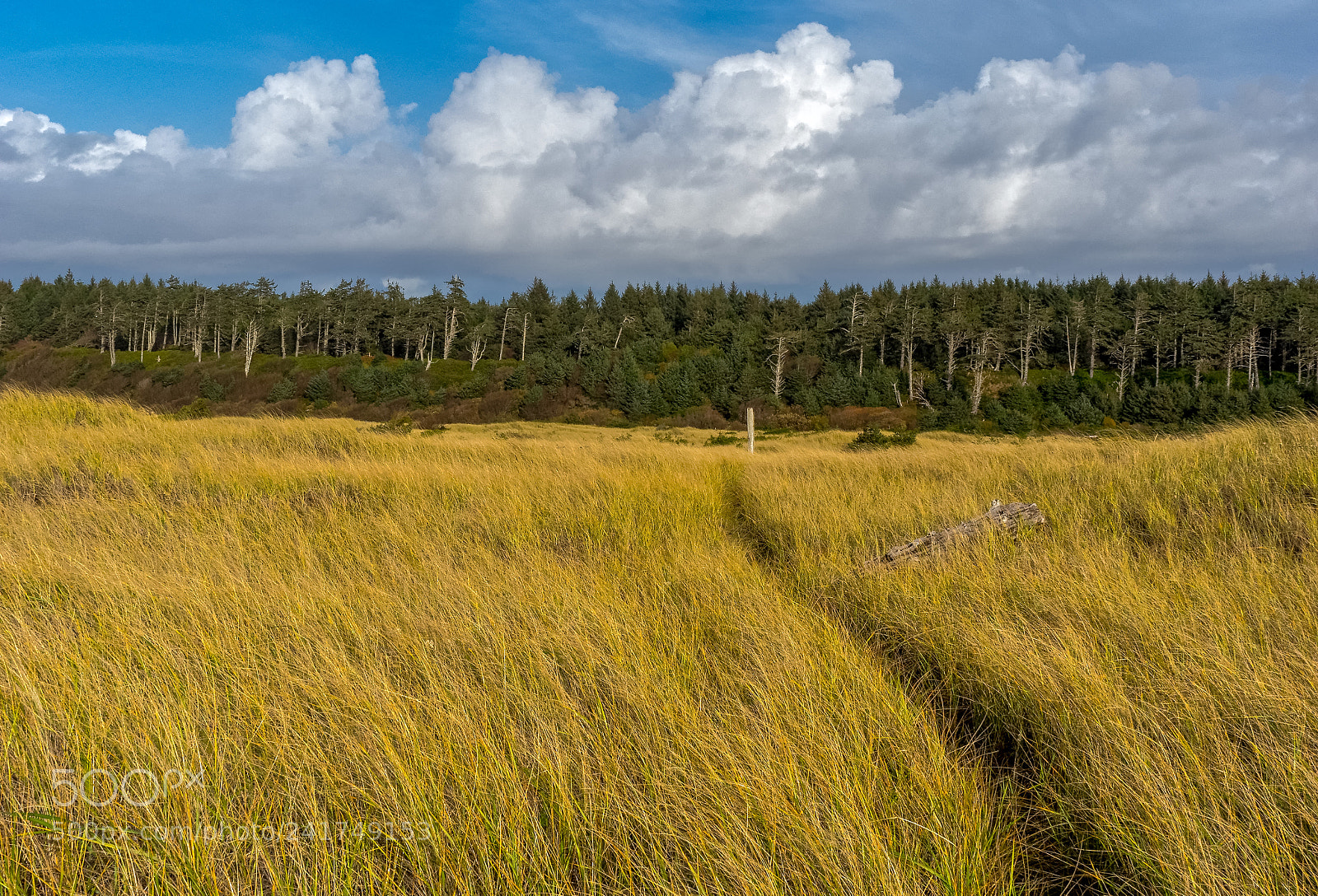 Olympus OM-D E-M1 sample photo. From beach to forest photography