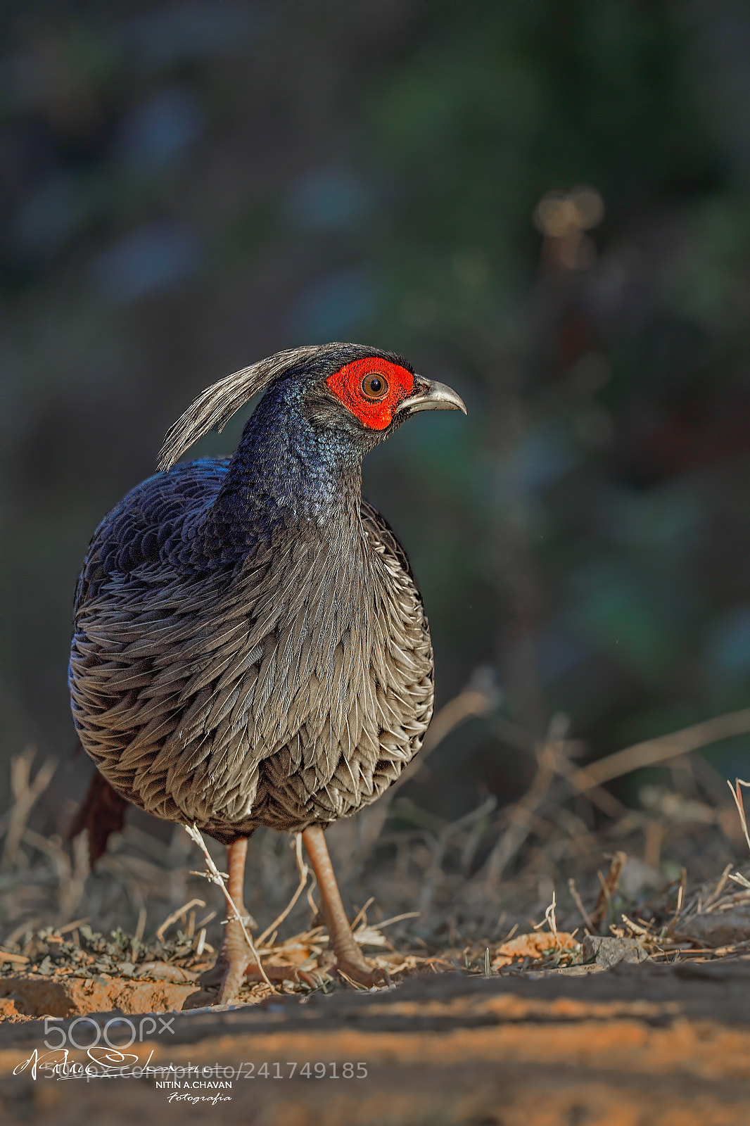 Nikon D810 sample photo. Kalij pheasant (m) photography